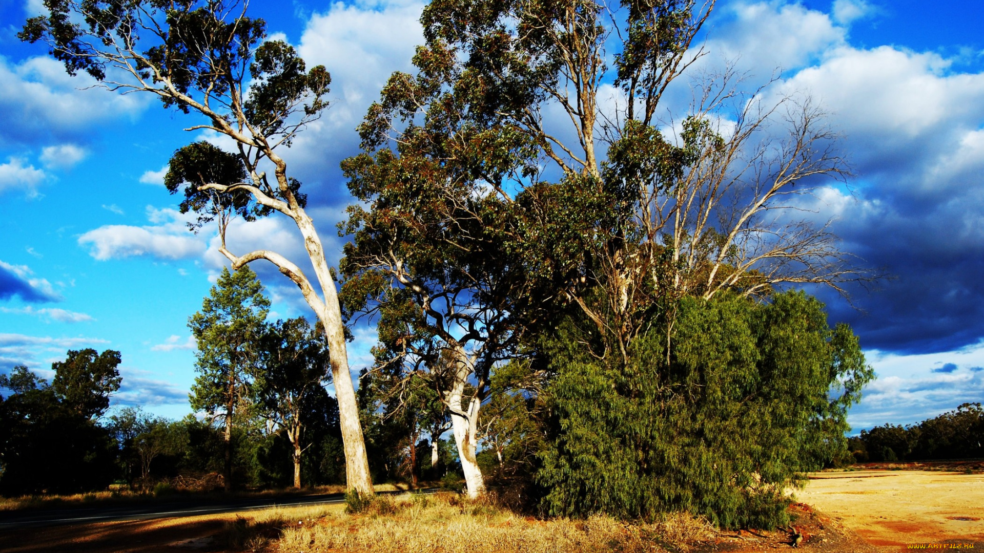 природа, деревья, тучи, лес
