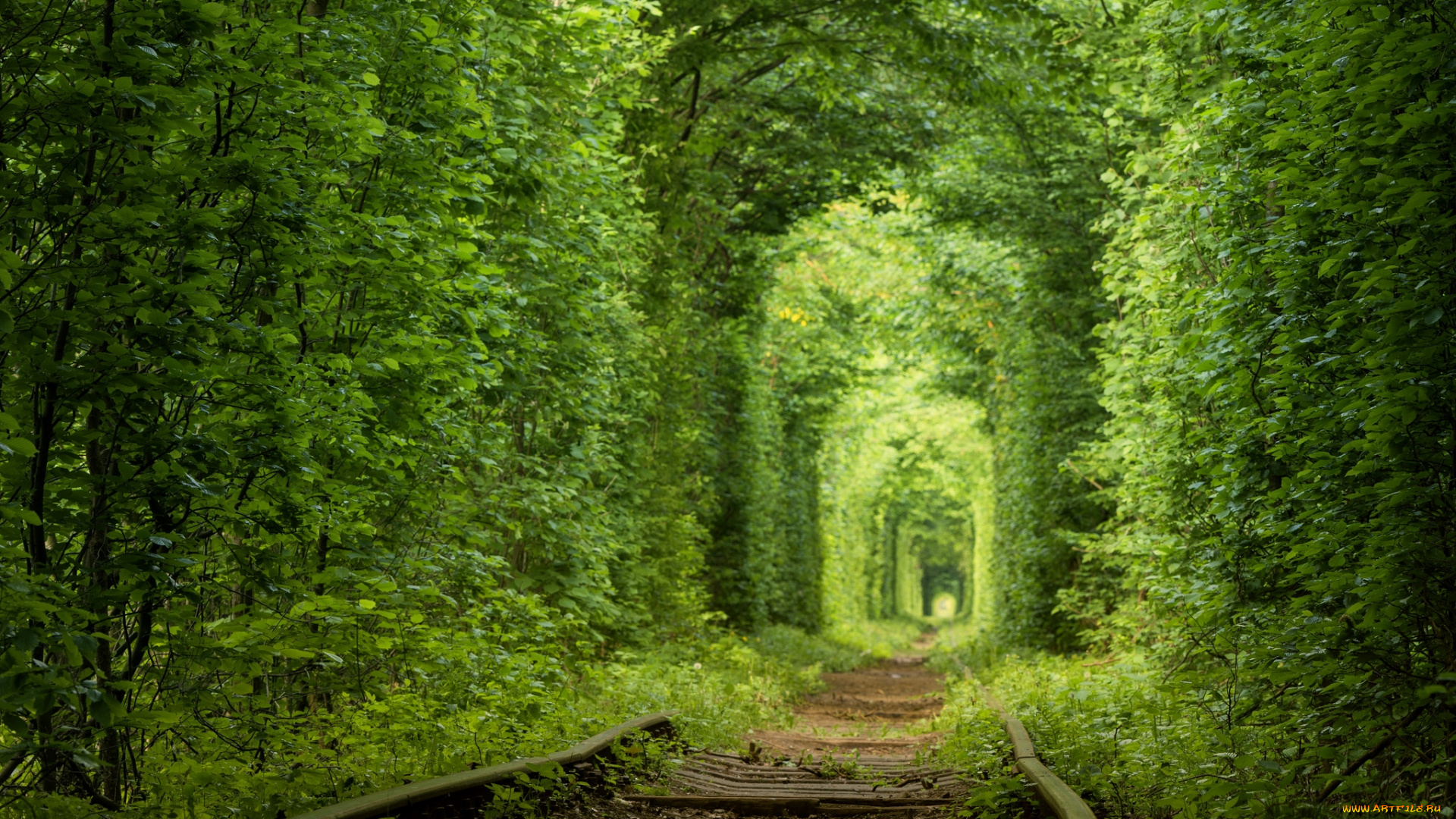 природа, дороги, тоннель