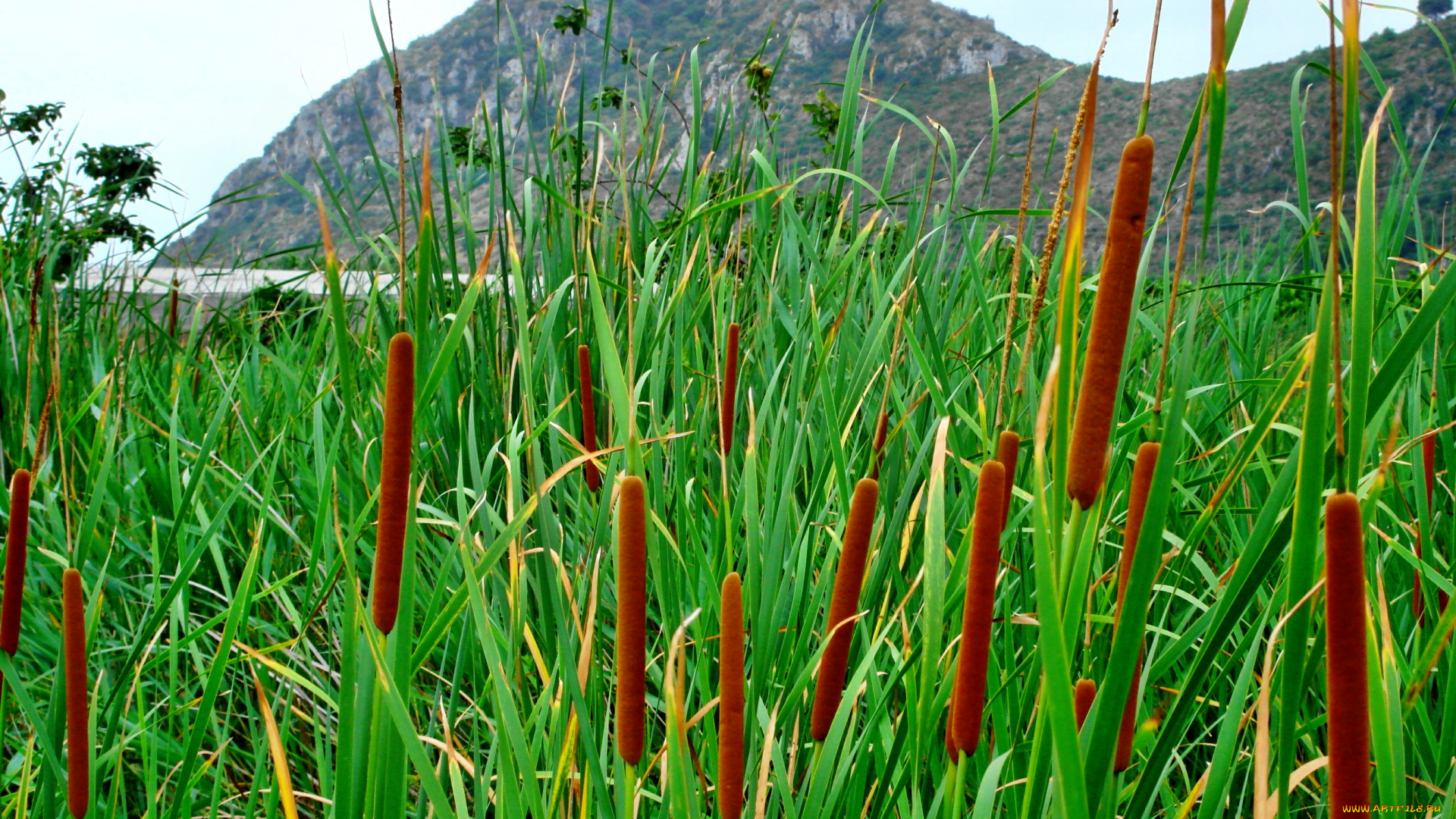 природа, другое, океан, залив, горы, трава, рогоз