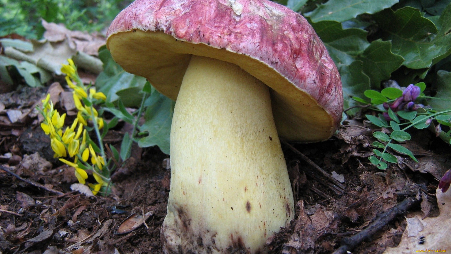 природа, грибы, листья, гриб, трава