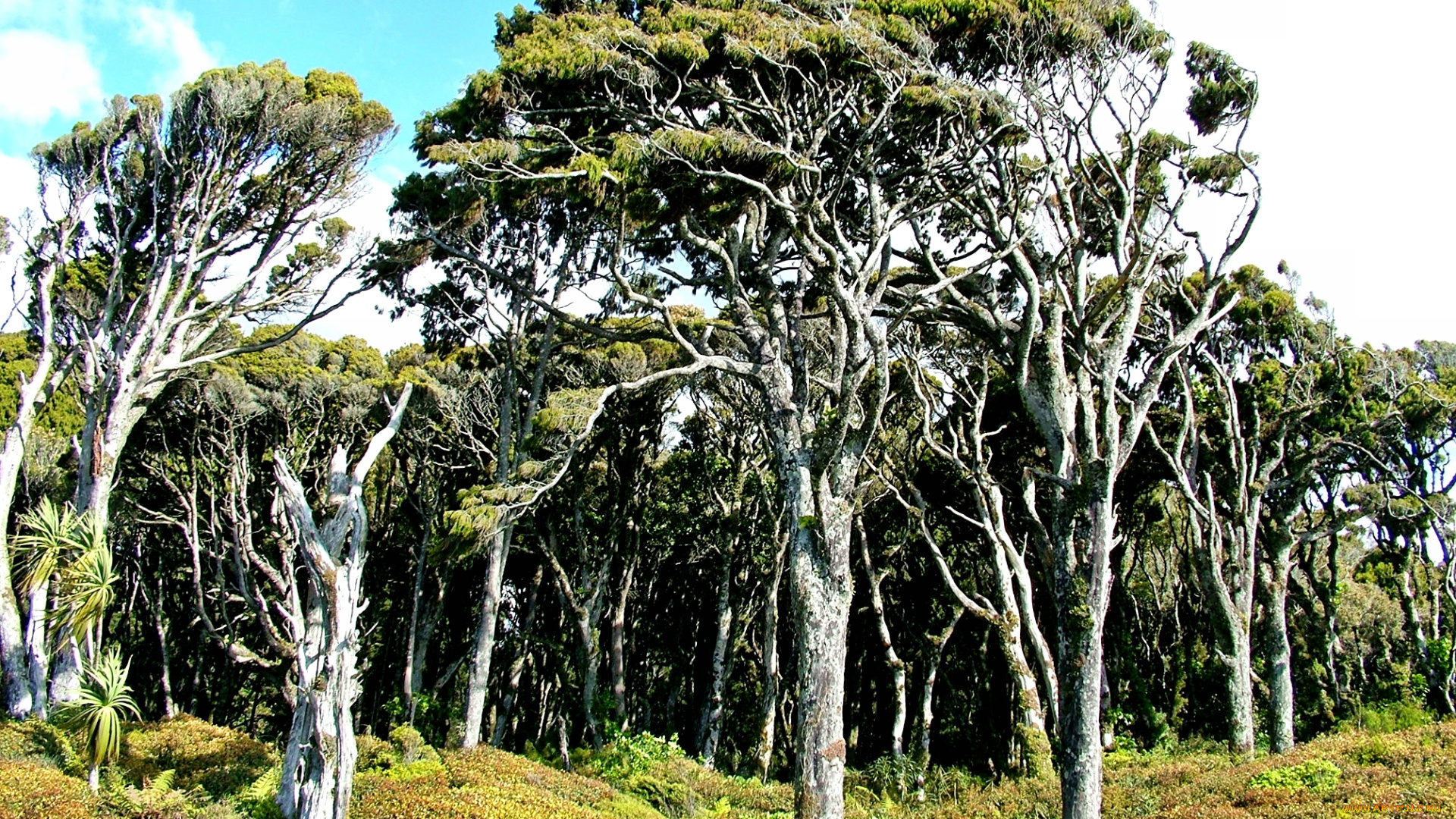 природа, лес, облака, трава, деревья