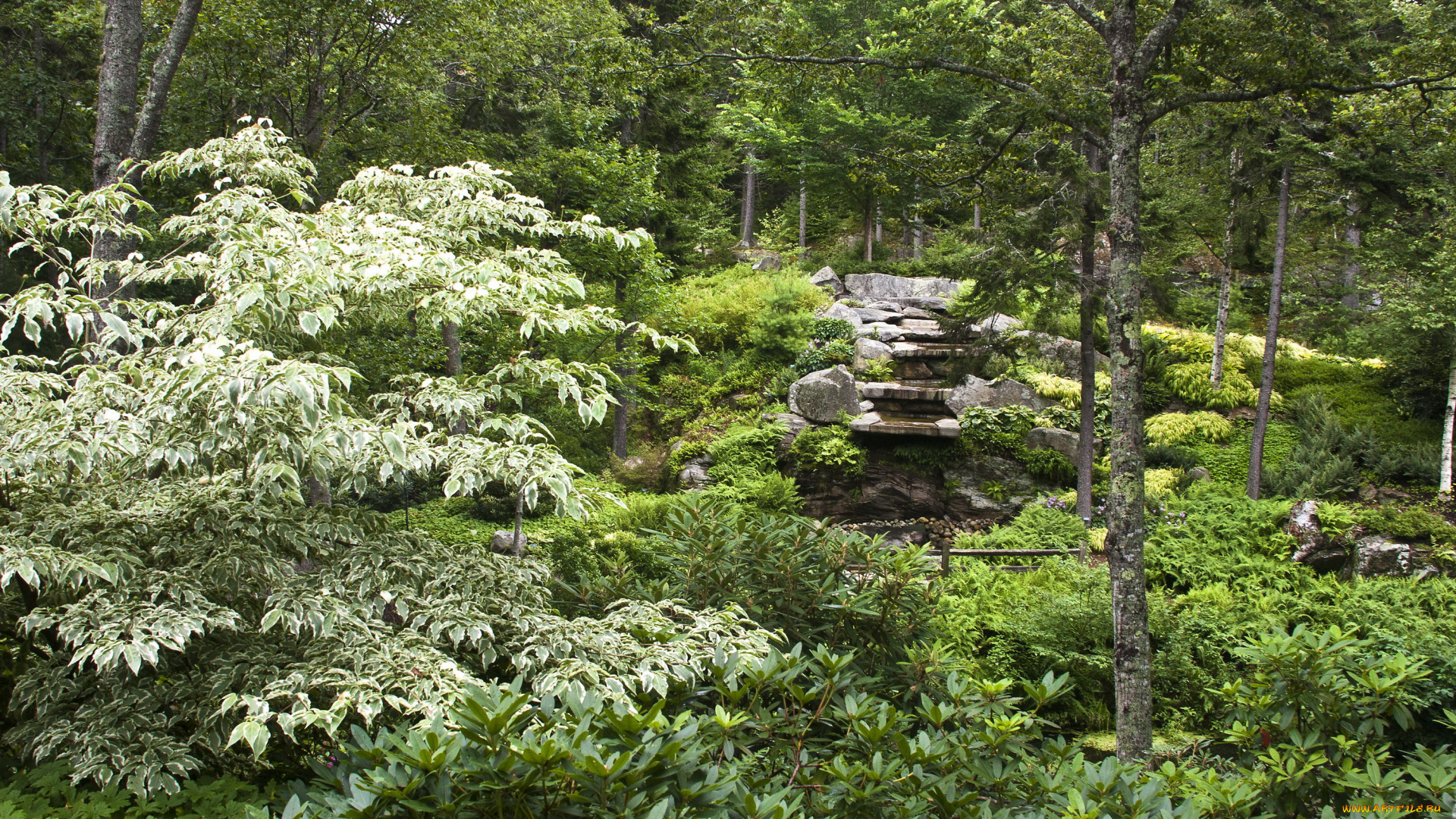 природа, лес, растения