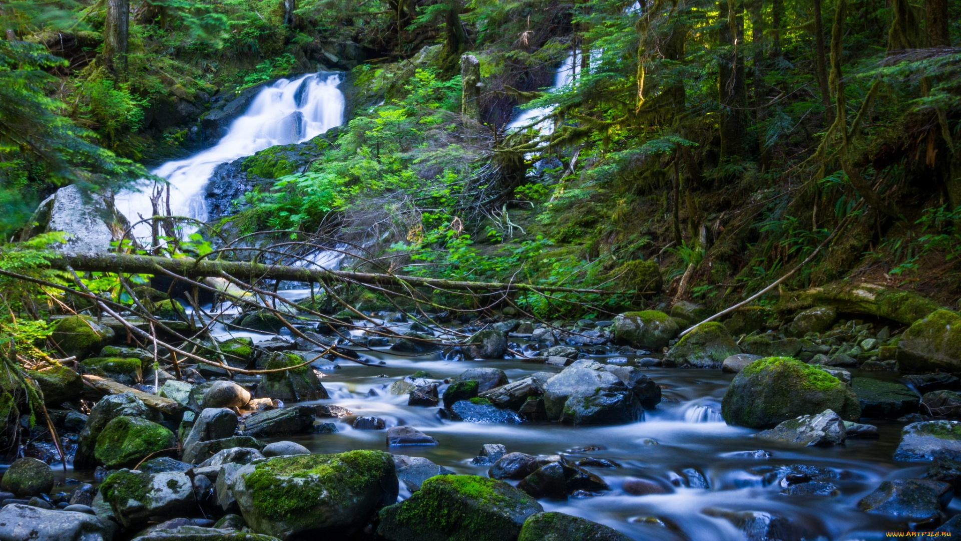 природа, реки, озера, лес, вода