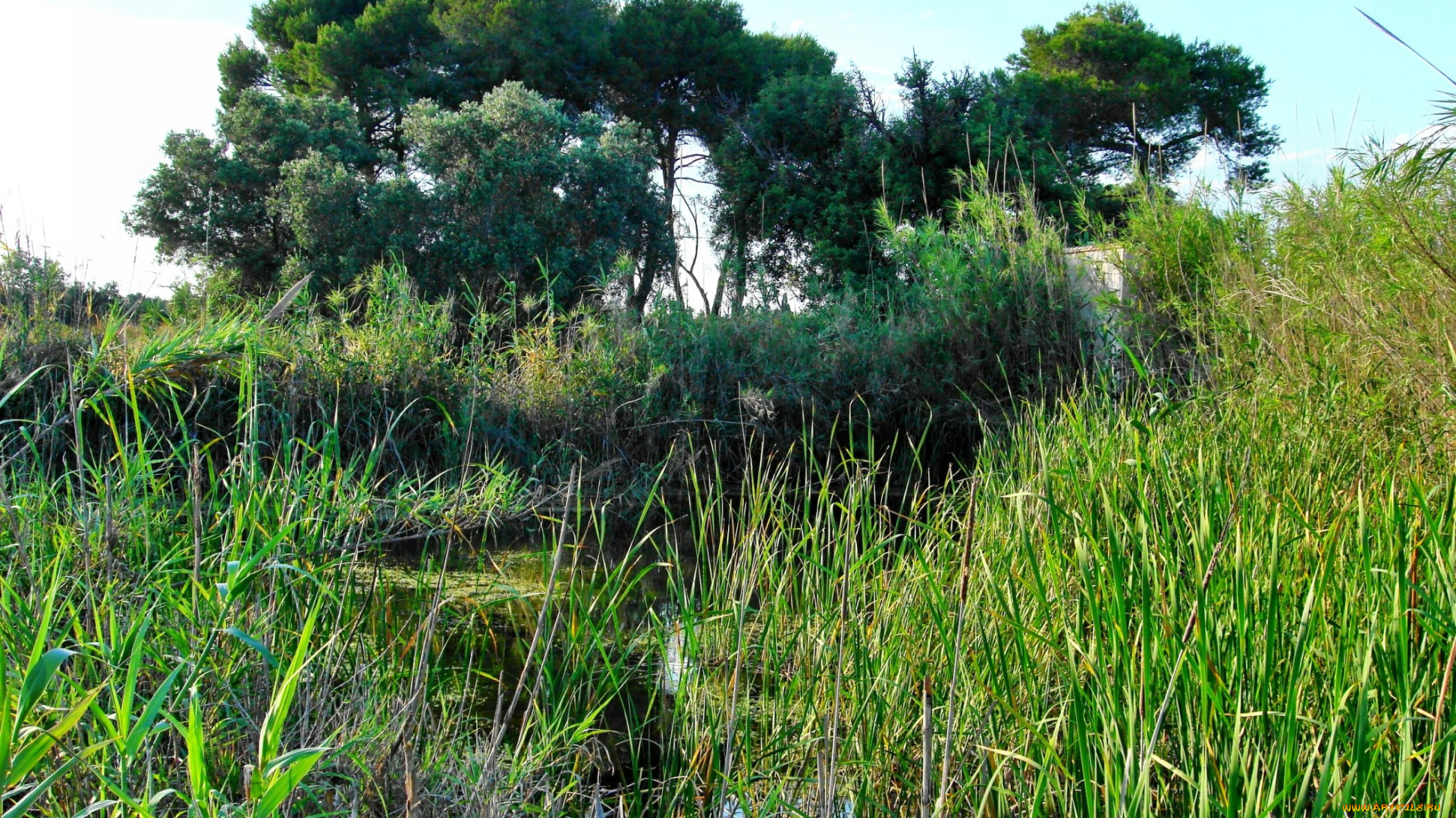 природа, реки, озера, заросшее, озеро, деревья, трава, кусты