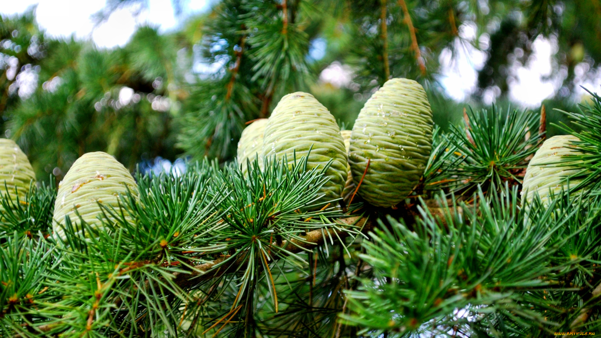 природа, шишки, жёлуди, каштаны, ель, хвоя, ветка