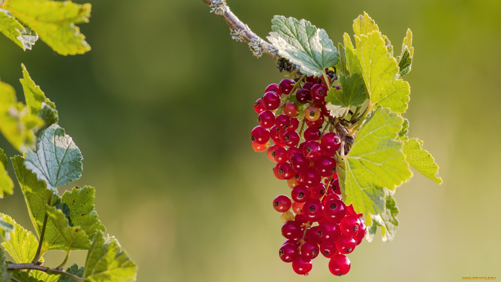 природа, Ягоды, красная, смородина