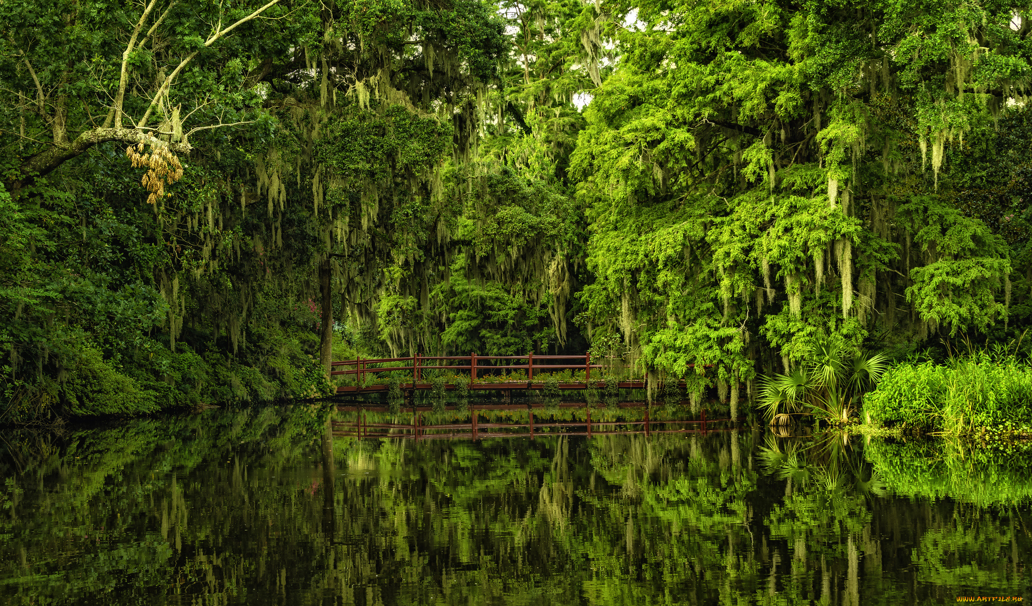 magnolia, plantation, gardens, charleston, south, carolina, природа, парк, мост, южная, каролина, Чарлстон, сады, магнолий, отражение