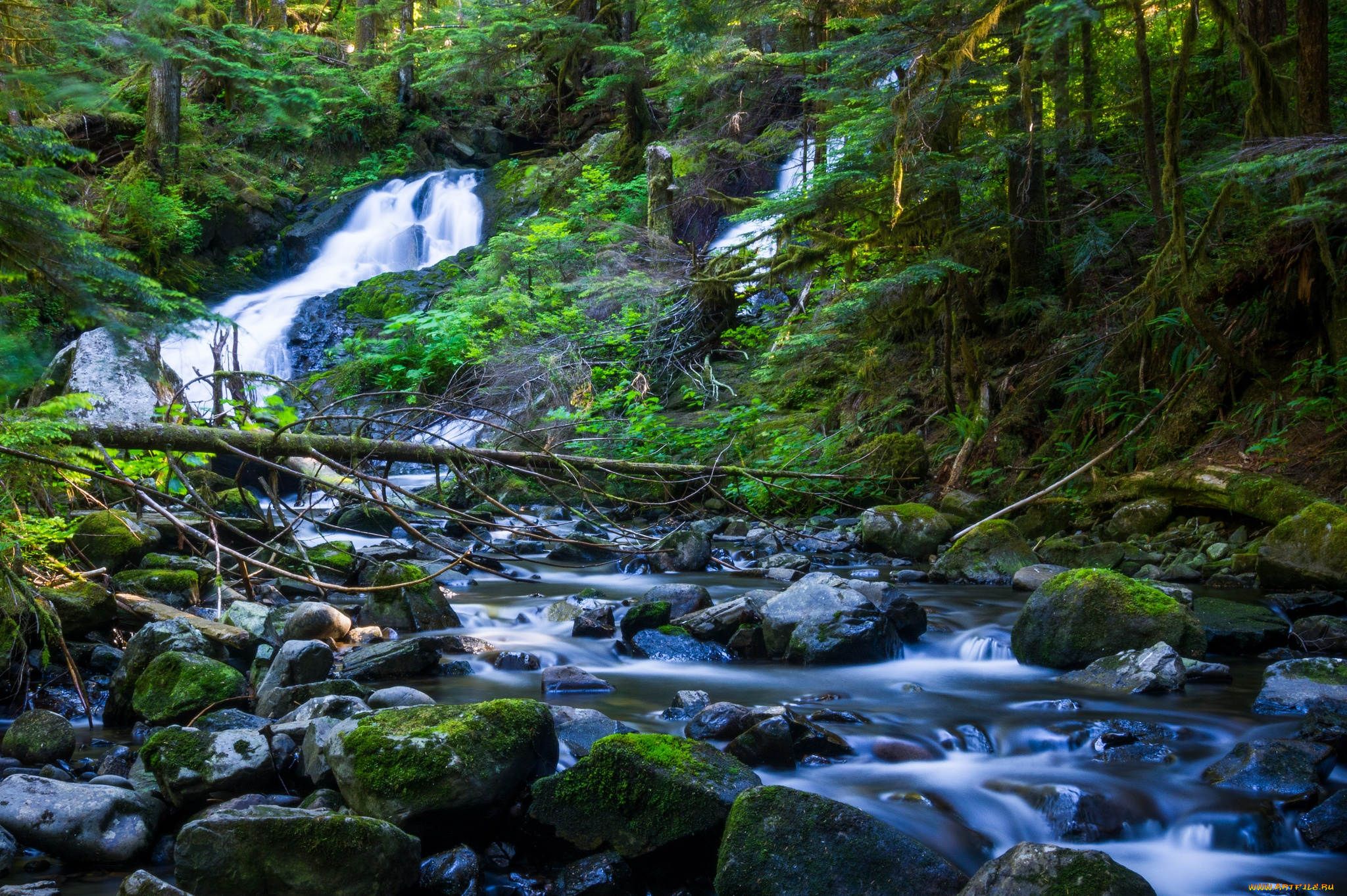природа, реки, озера, лес, вода