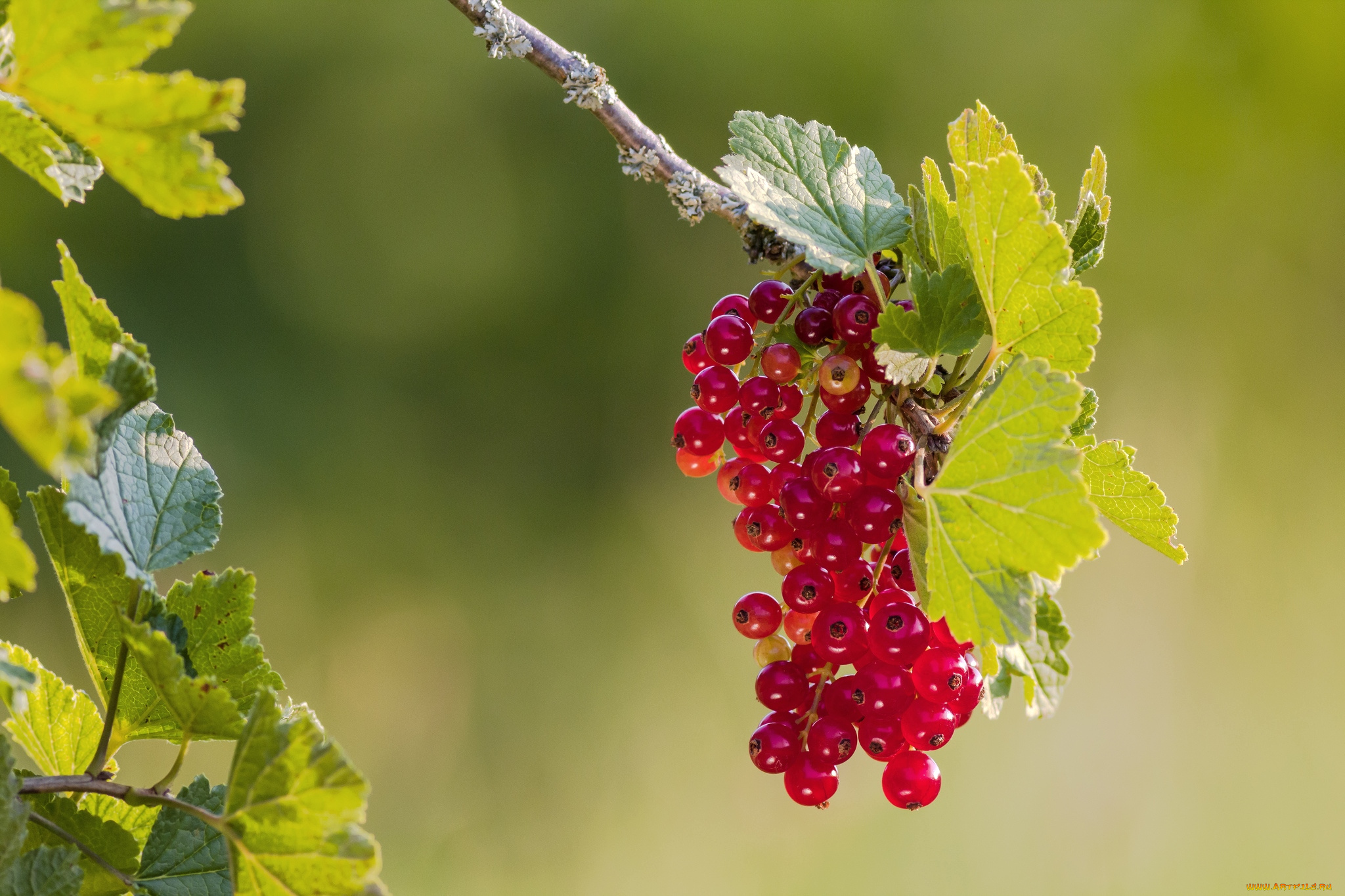 природа, Ягоды, красная, смородина