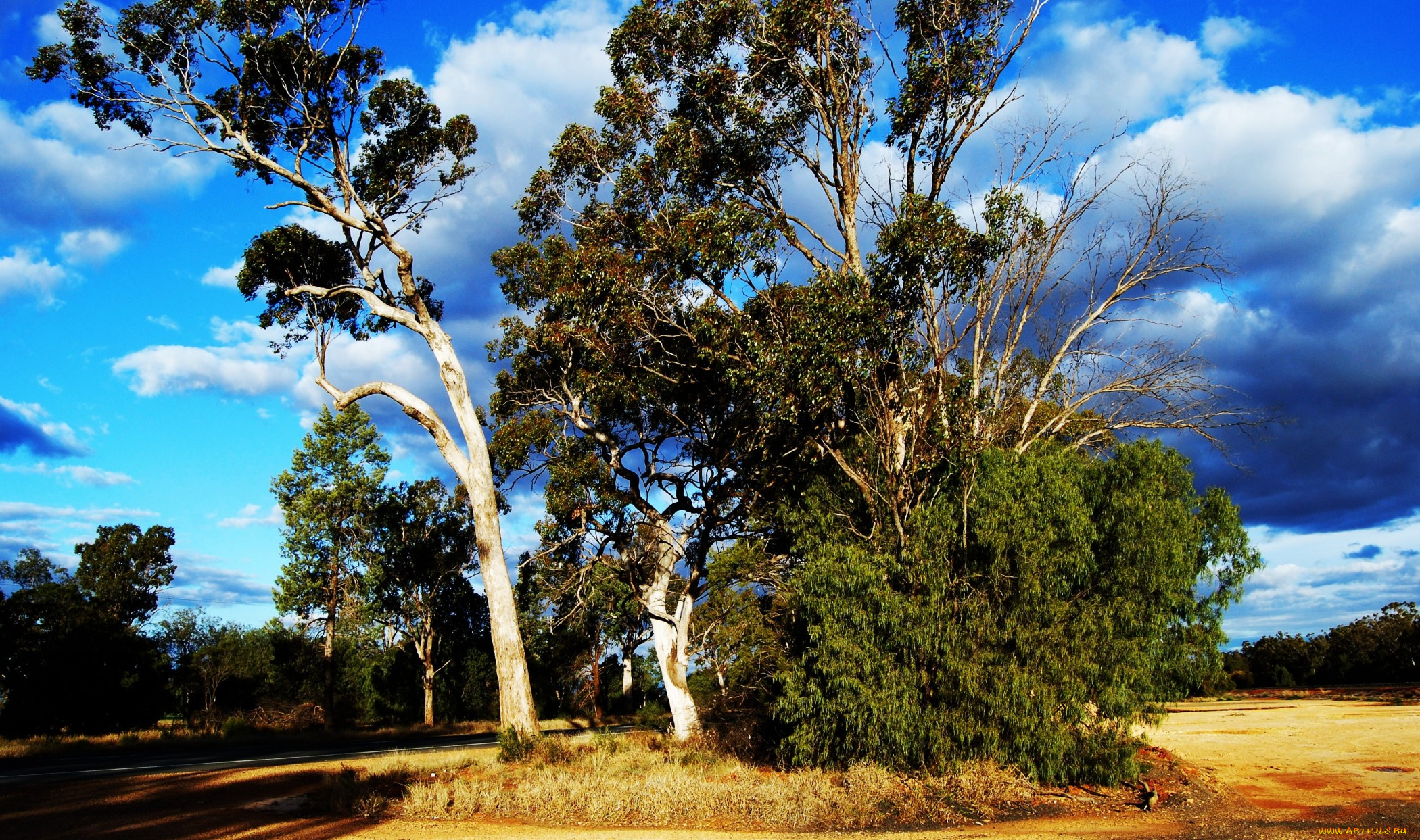 природа, деревья, тучи, лес