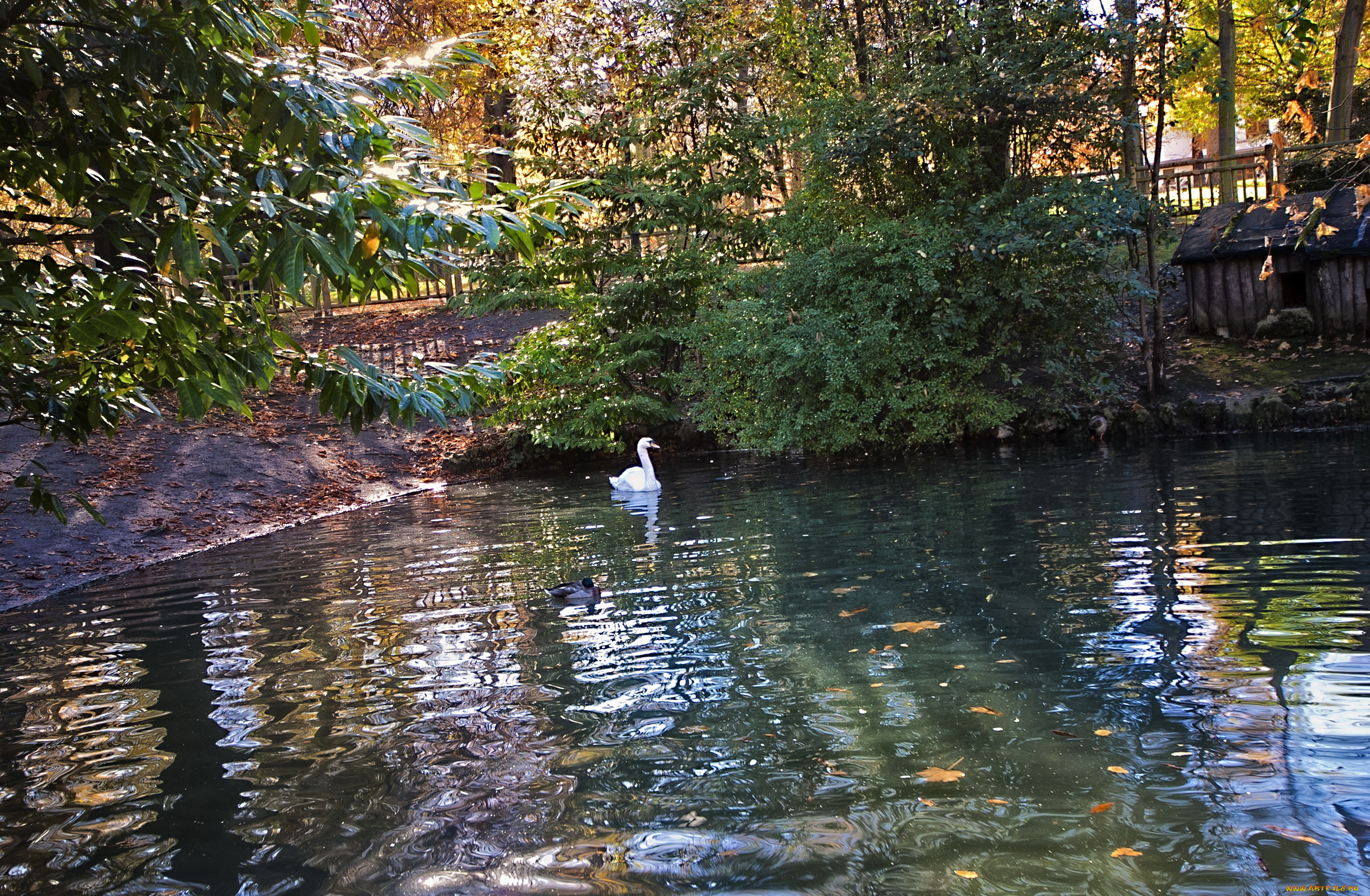 oviedo, испания, природа, парк, утки, водоем