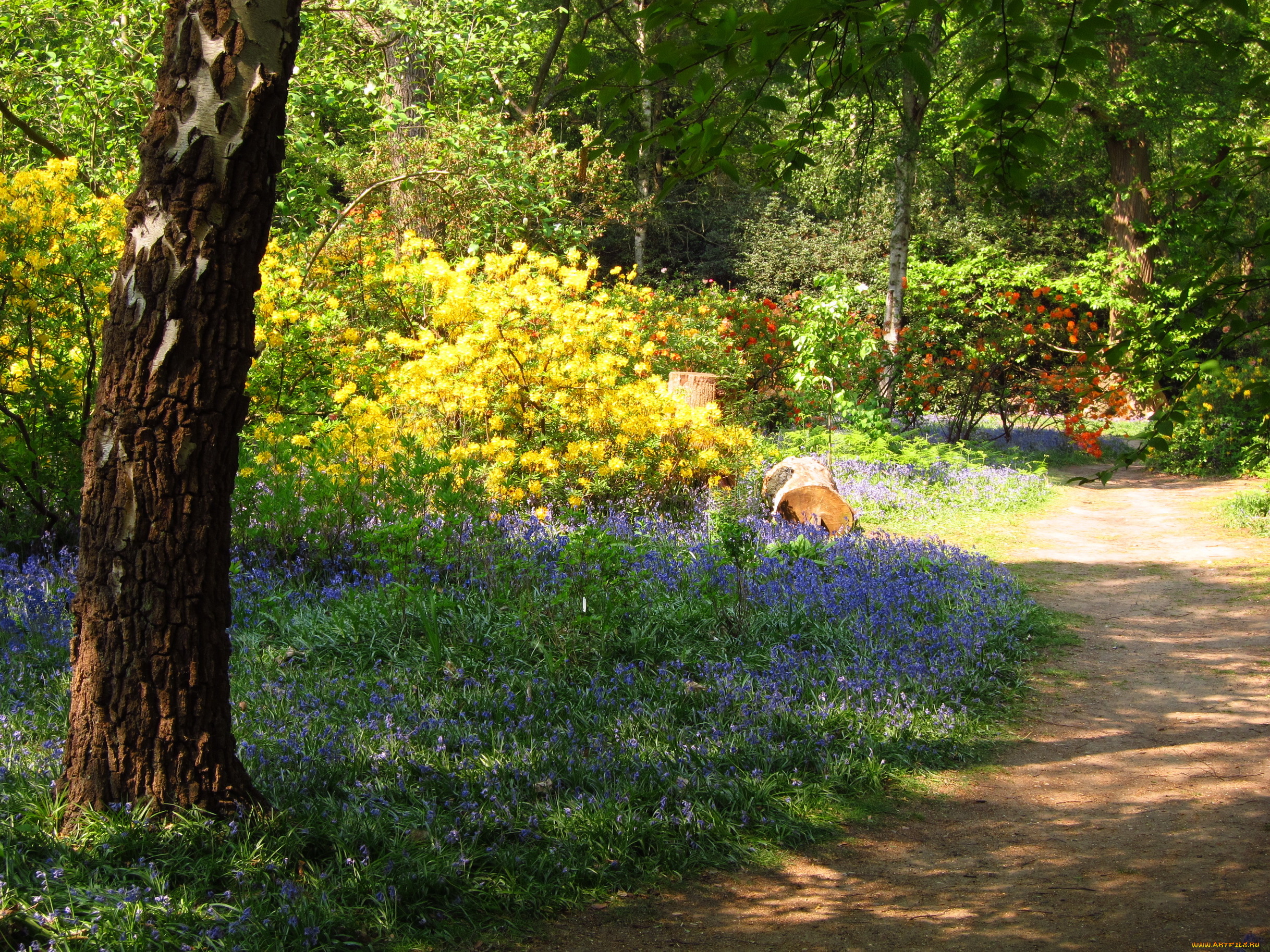 azalea, garden, richmond, england, природа, парк, азалии