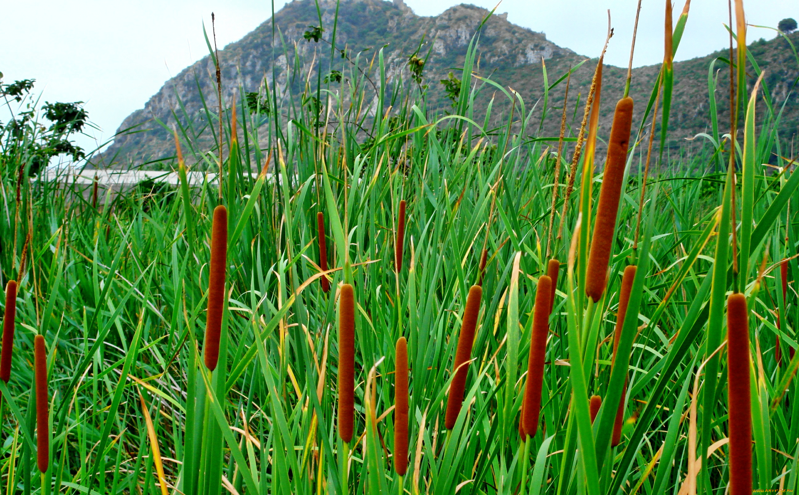 природа, другое, океан, залив, горы, трава, рогоз