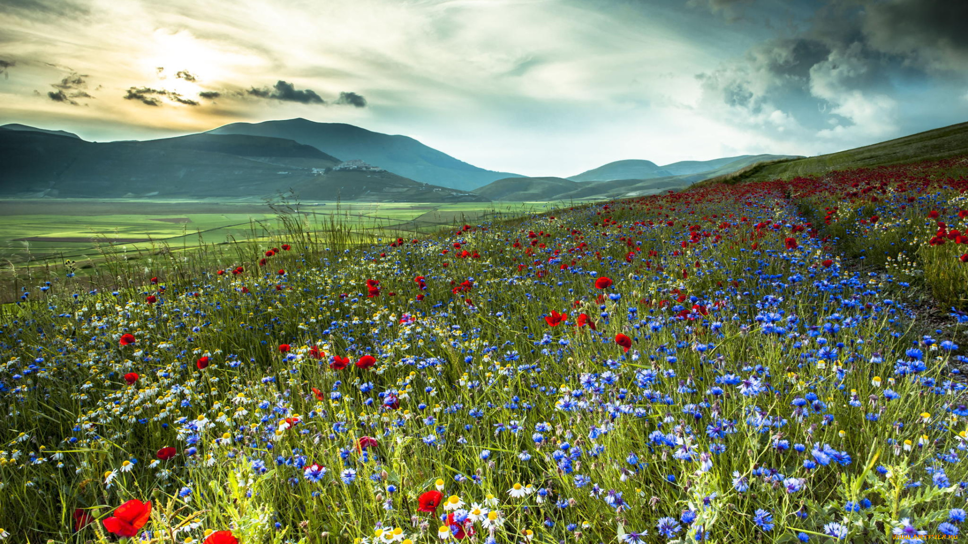 природа, луга, италия, горы, поле, цветы, васильки, маки, ромашки