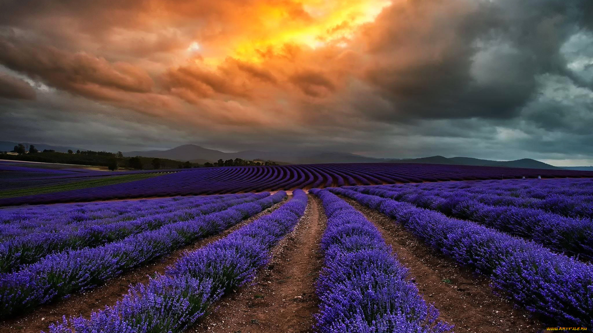 природа, поля, австралия, тасмания, поле, лаванда, цветы, тучи, облака