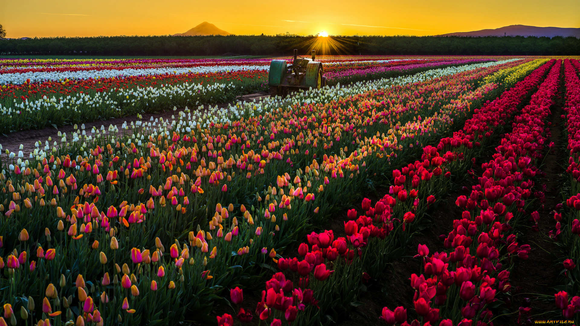 природа, поля, солнце, закат, трактор, цветы, сша, поле, тюльпаны