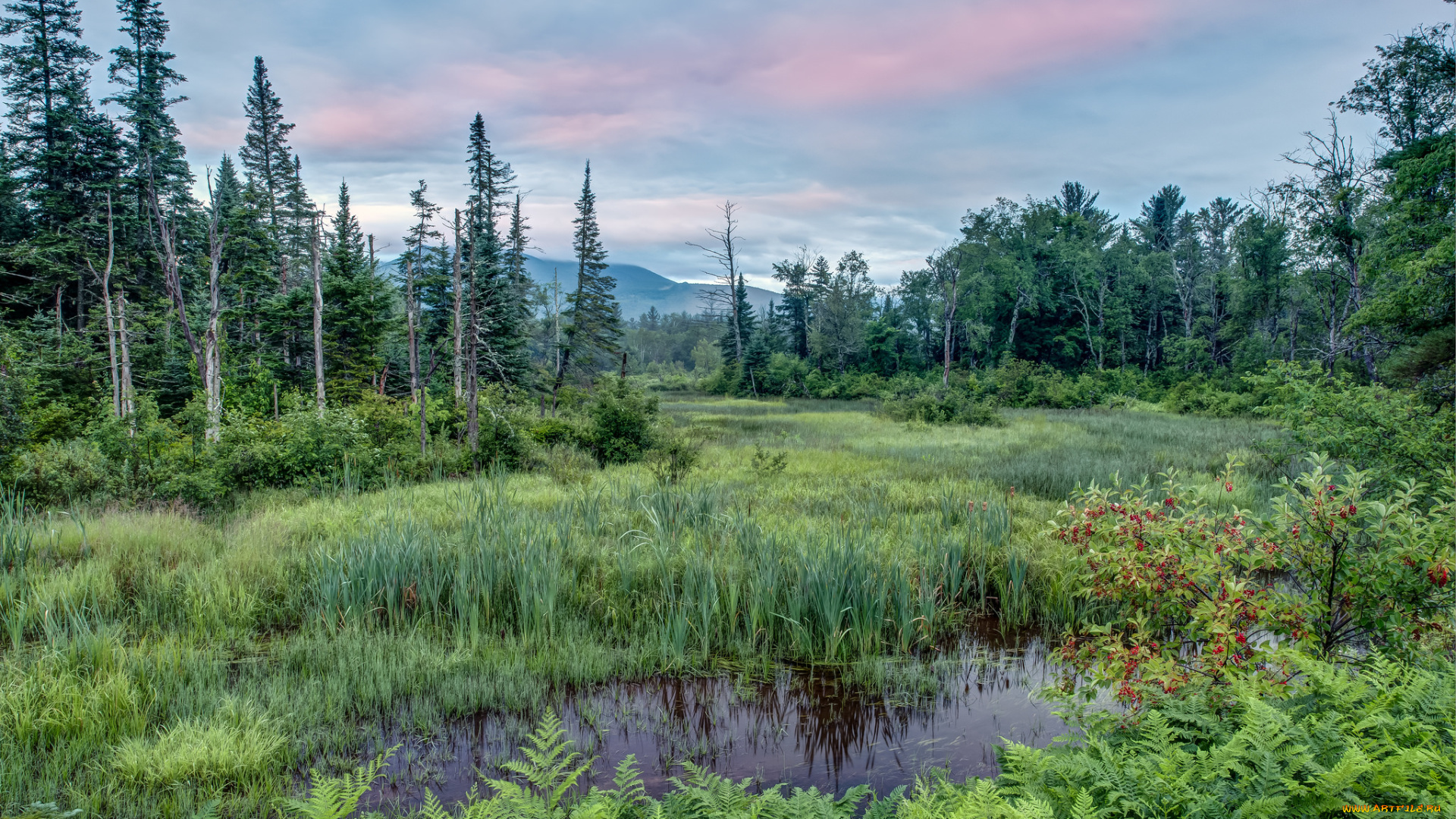 природа, пейзажи, река, лес