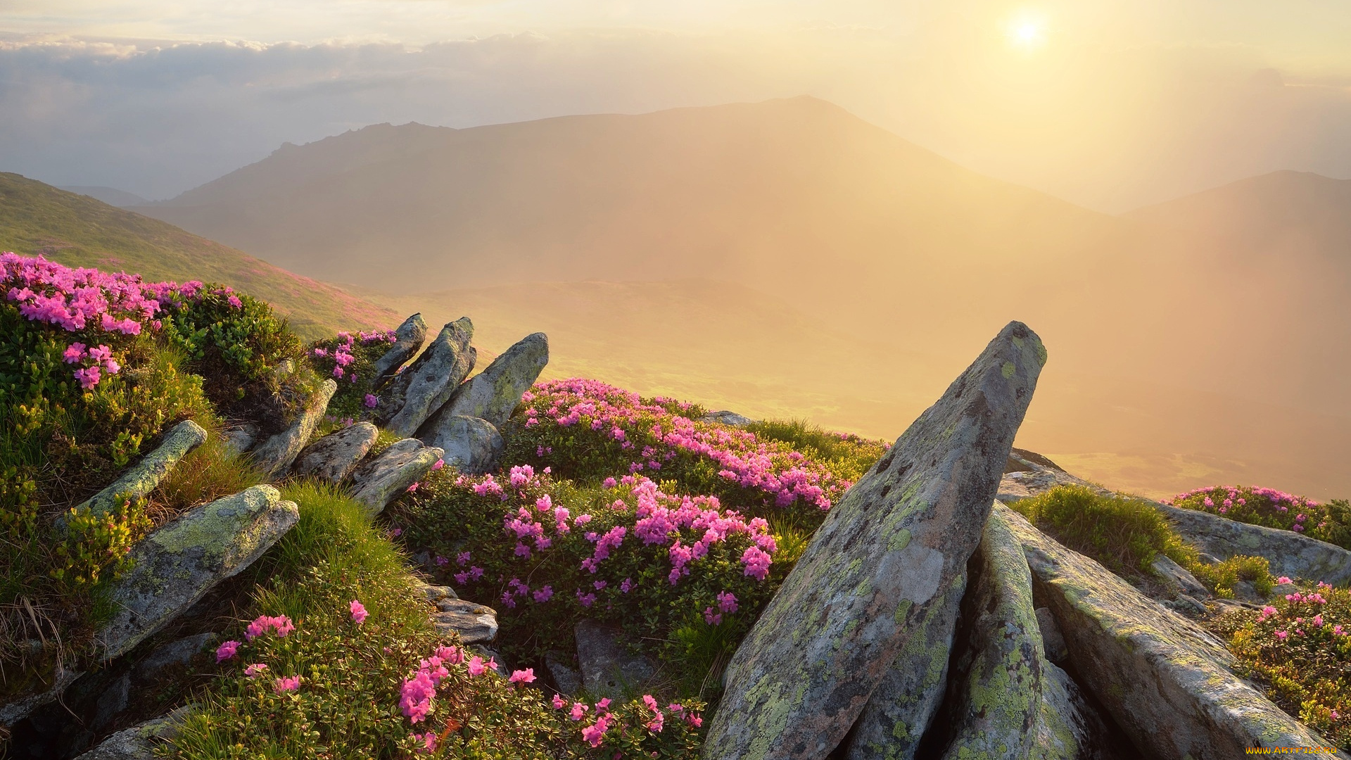 природа, горы, камни, цветы, туман, украина, карпаты, трава, луга