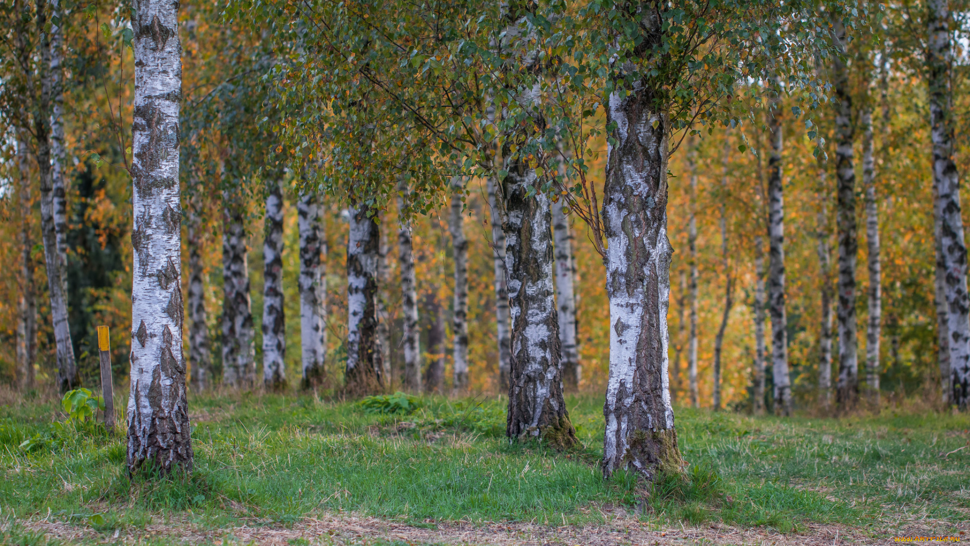 природа, лес