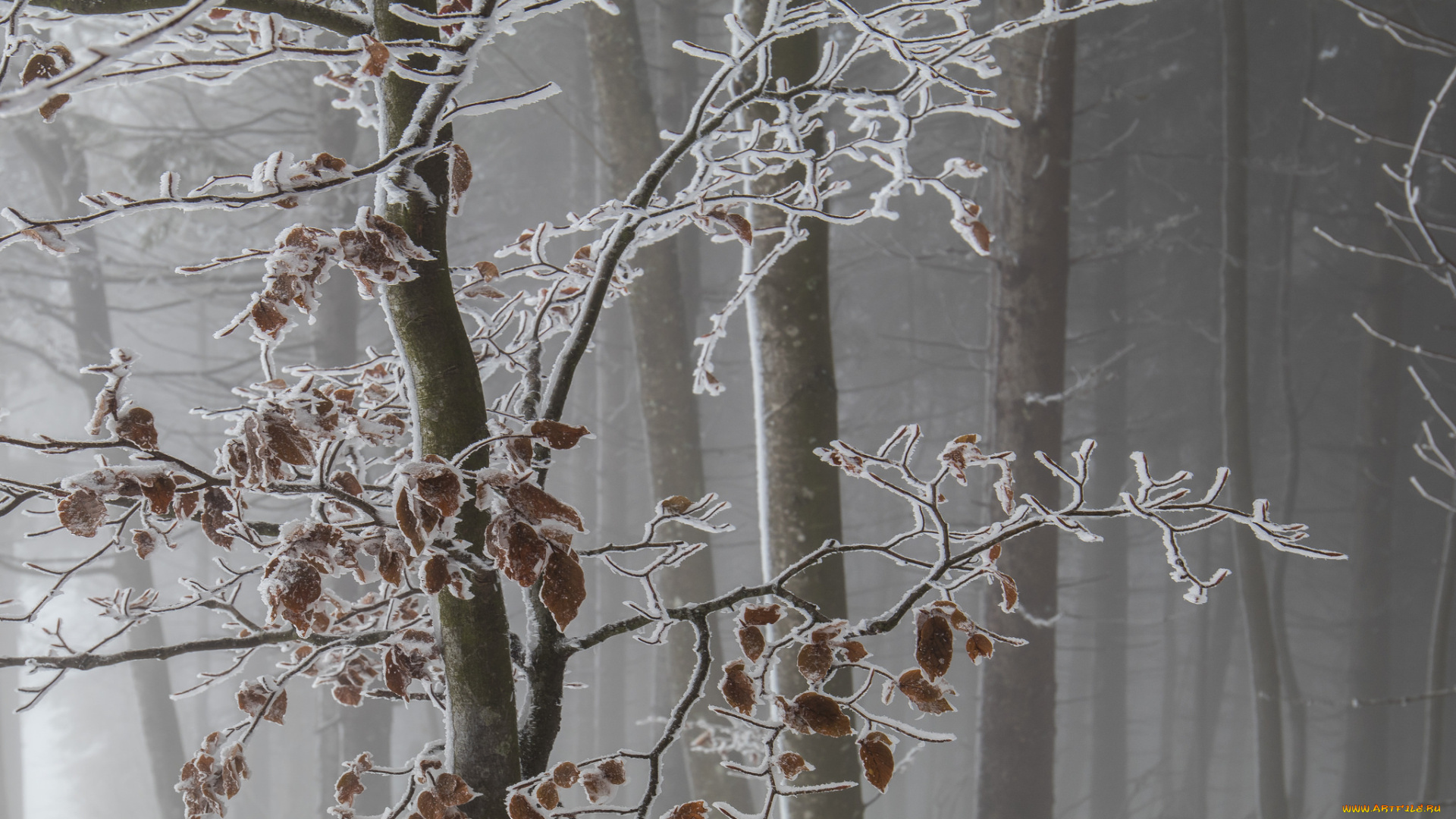 природа, лес