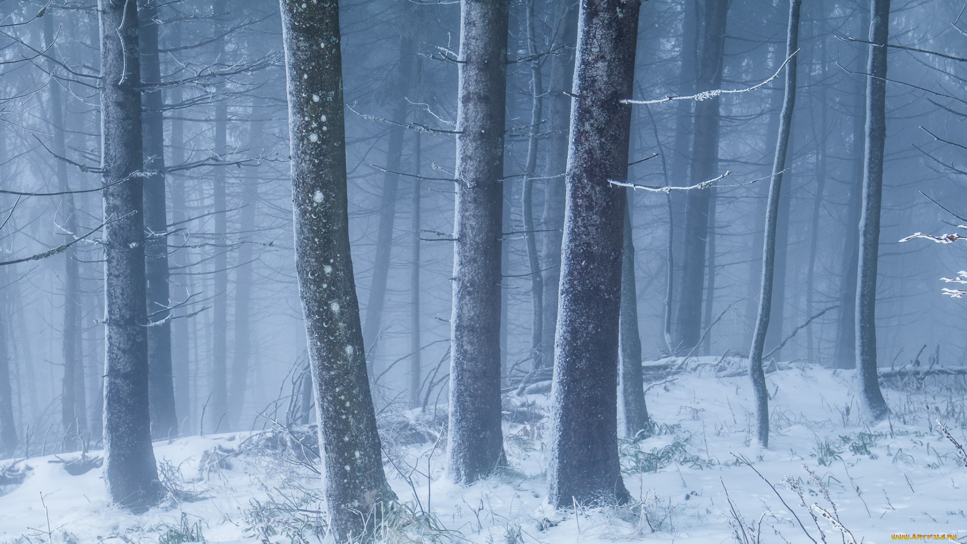 природа, лес