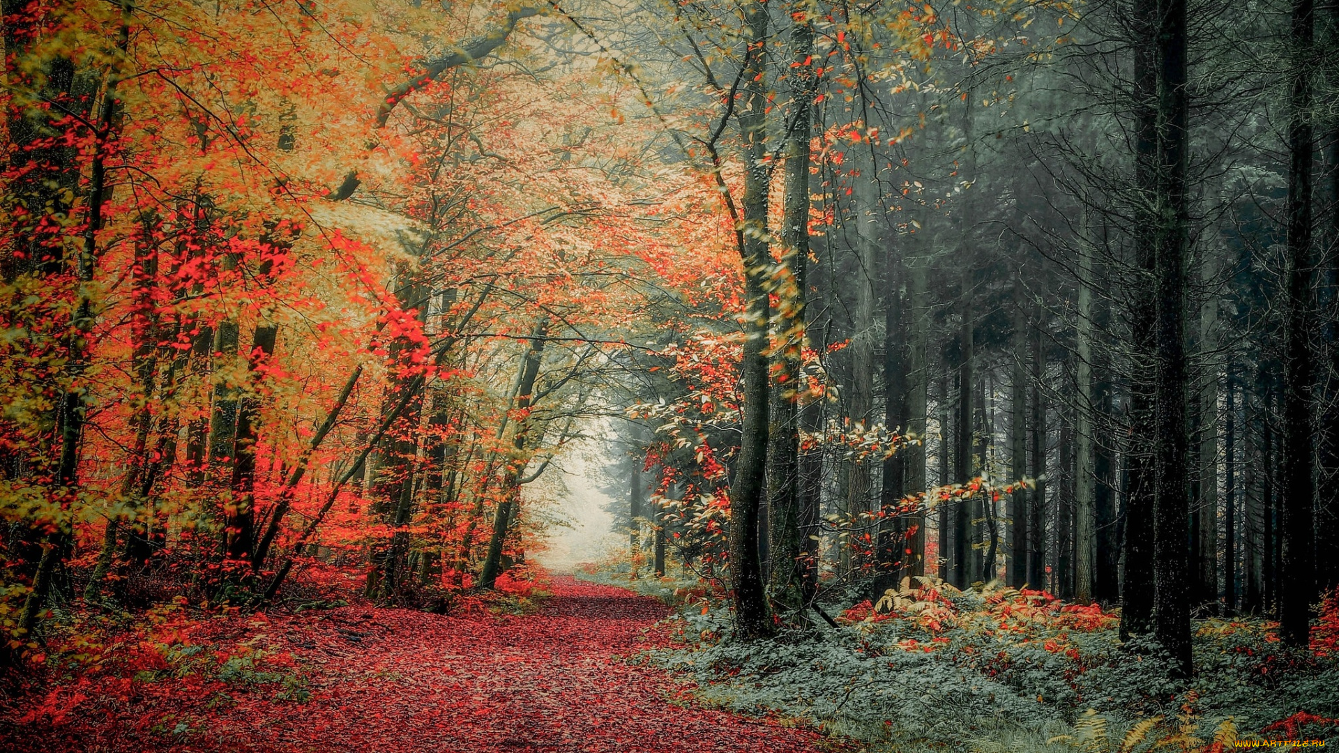 природа, лес, осень