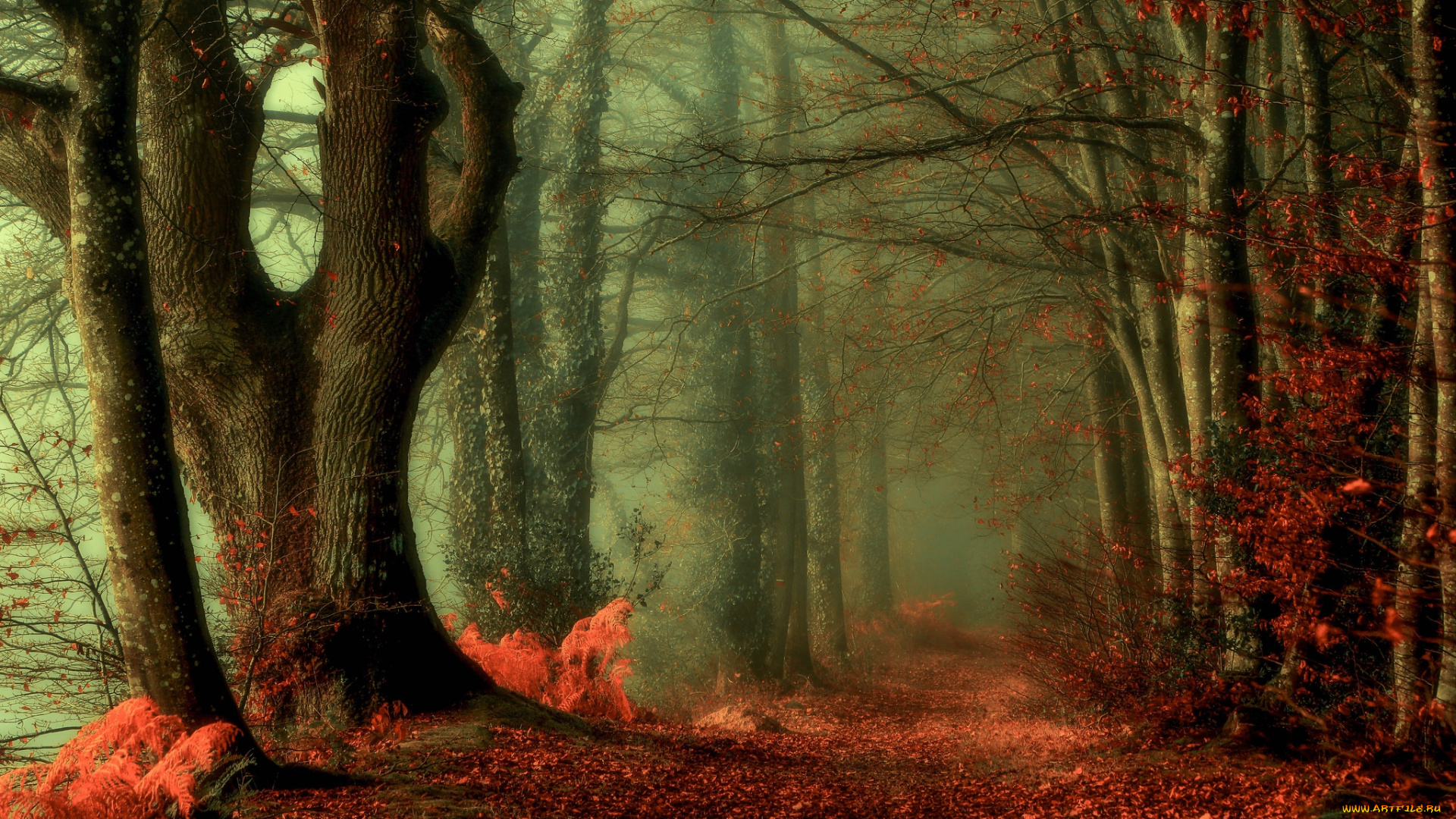 природа, лес, осень