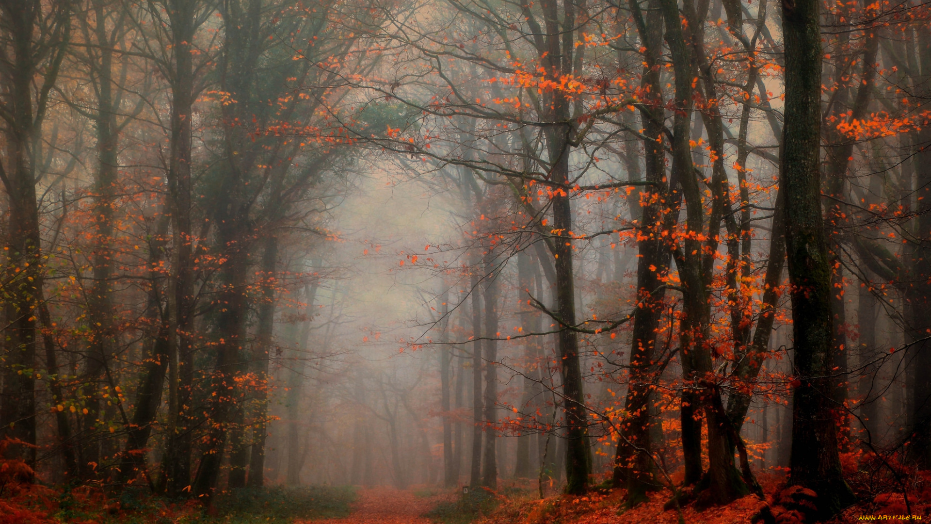 природа, лес, осень