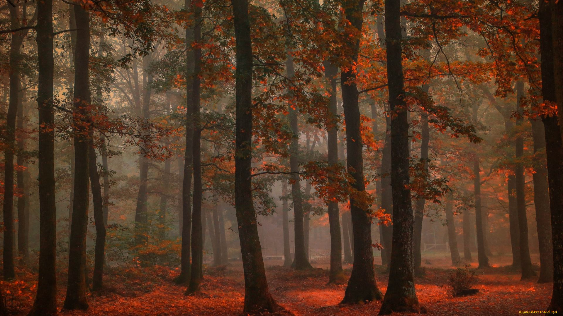 природа, лес, осень