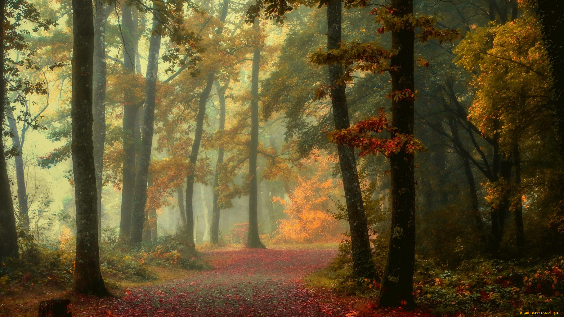 природа, лес, осень