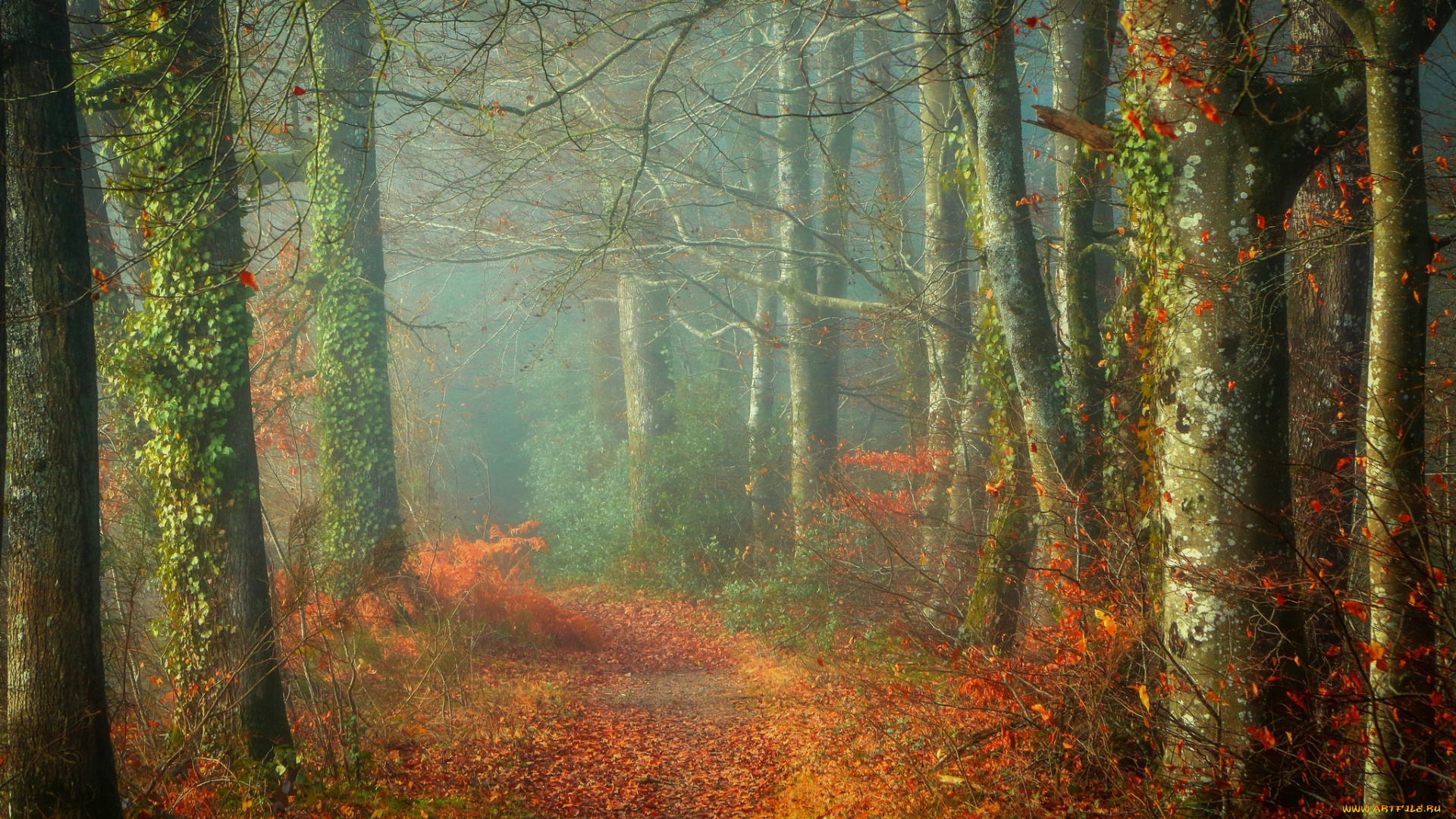 природа, лес, осень