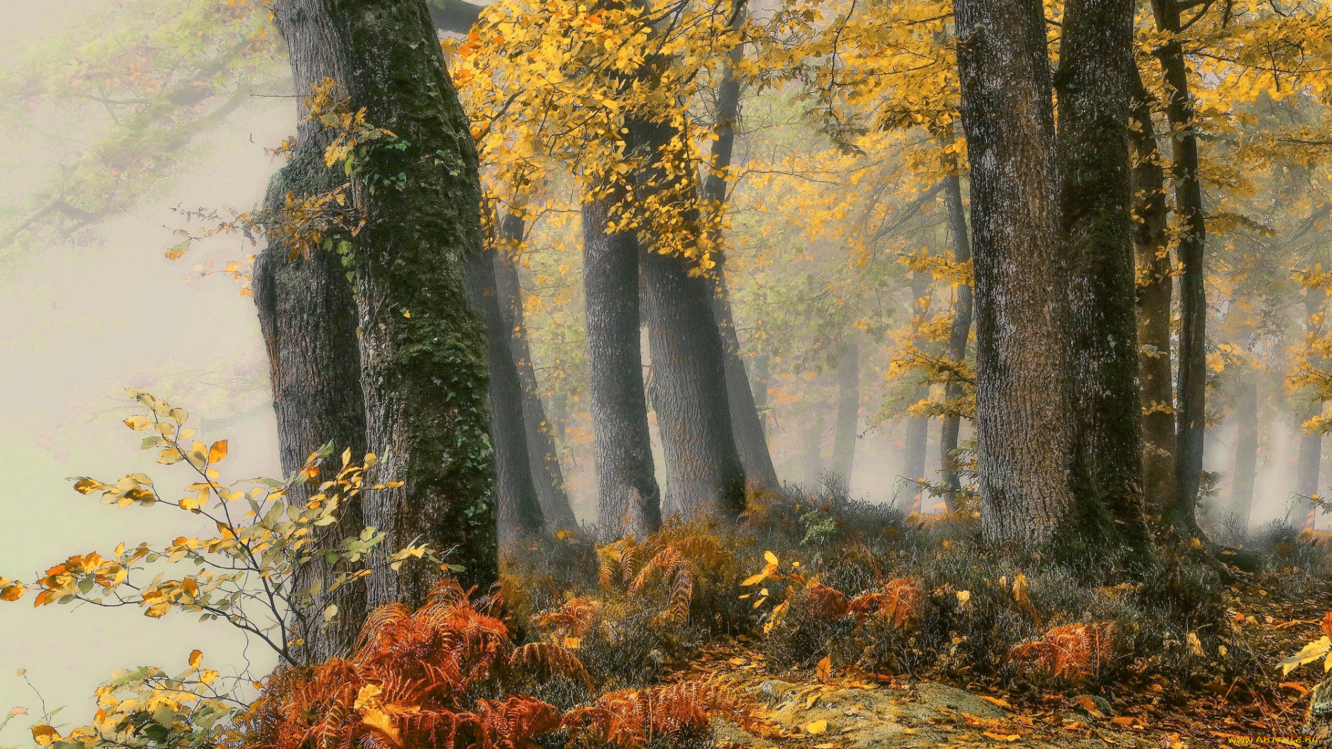 природа, лес, осень