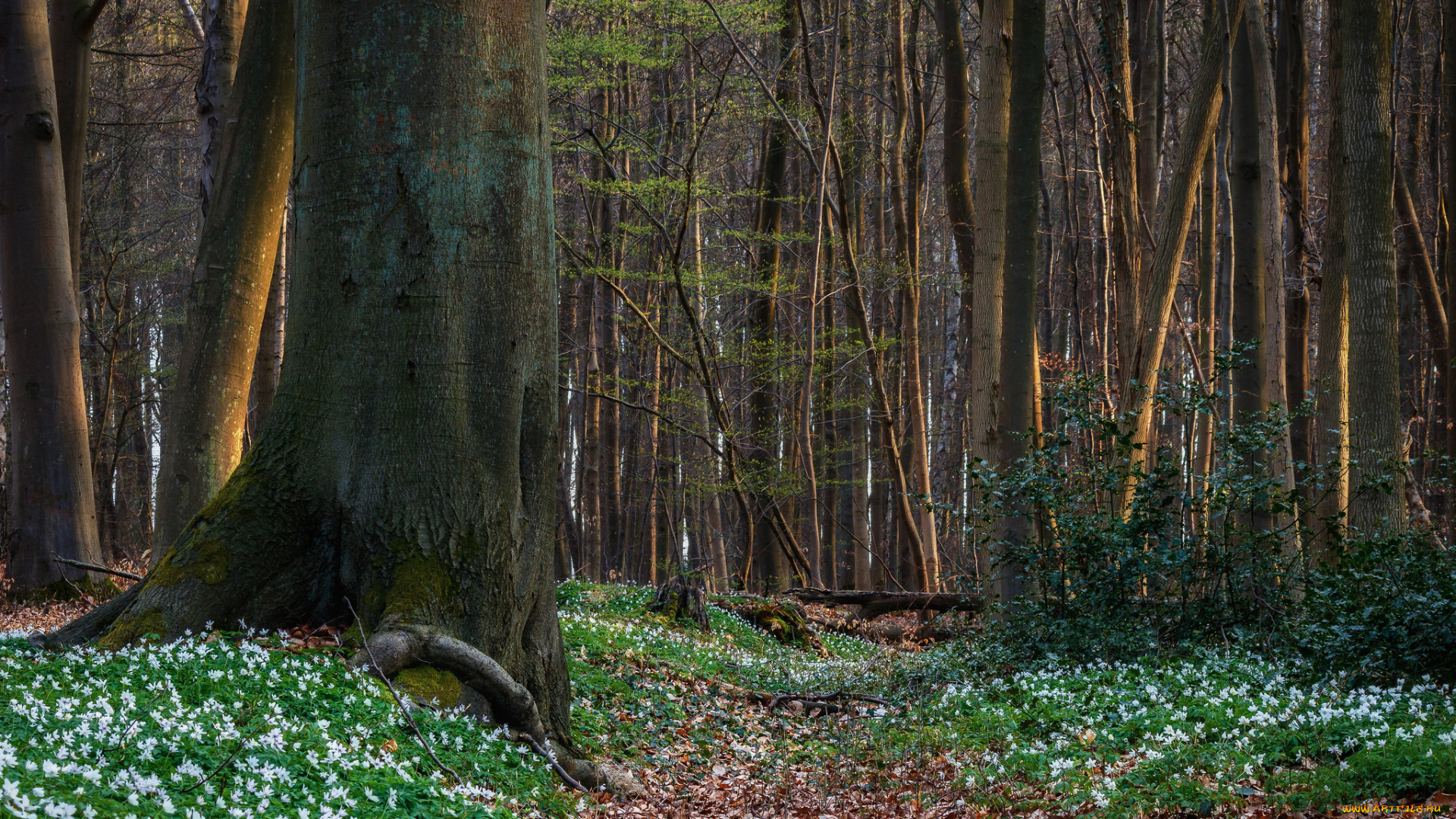 природа, лес, простор