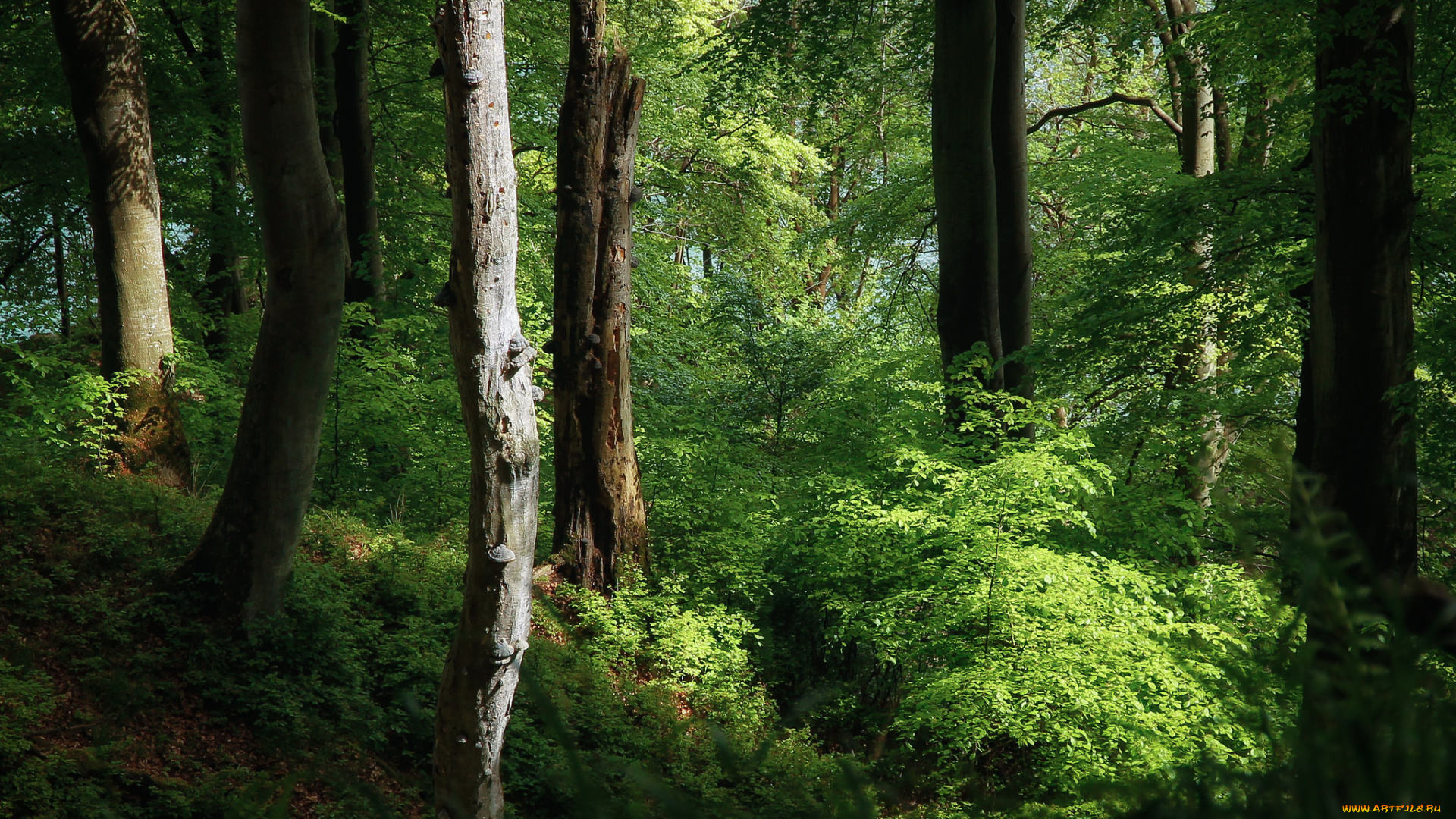 природа, лес, простор