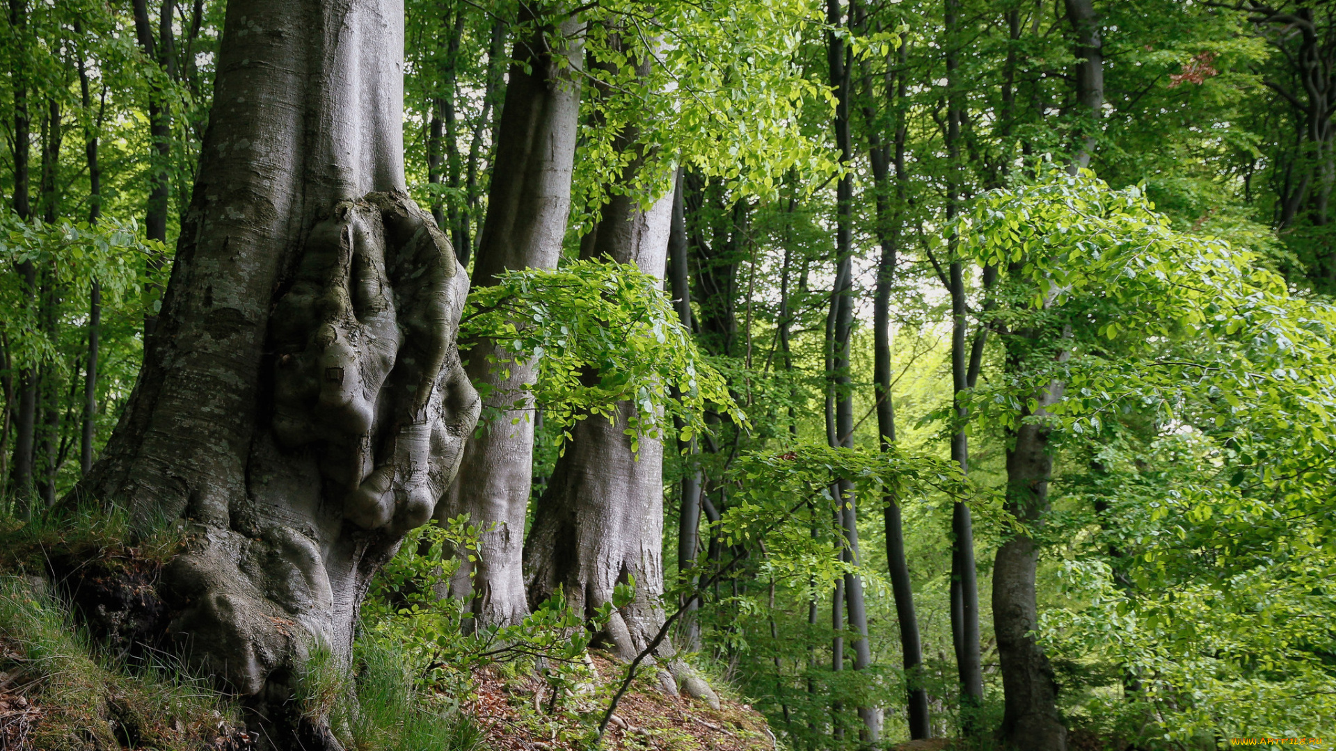 природа, лес, простор