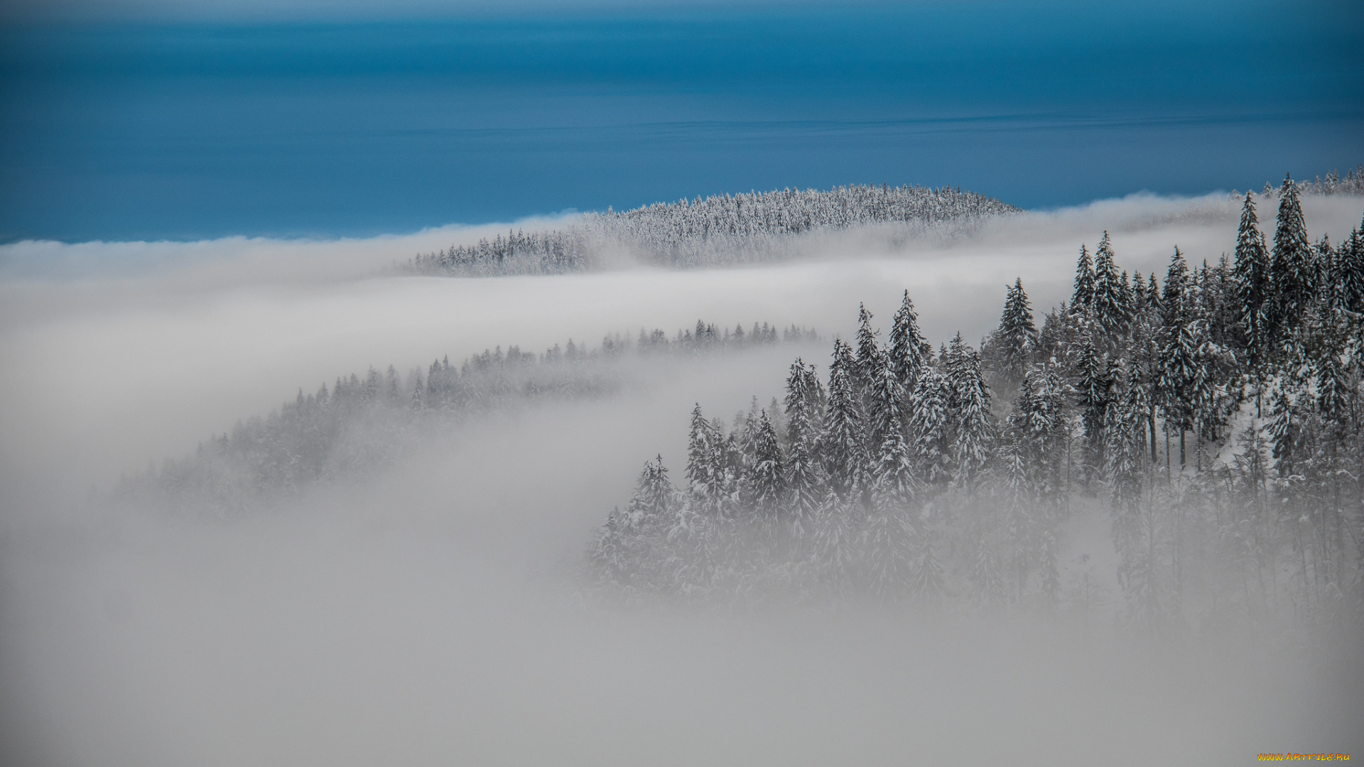 природа, лес, туман