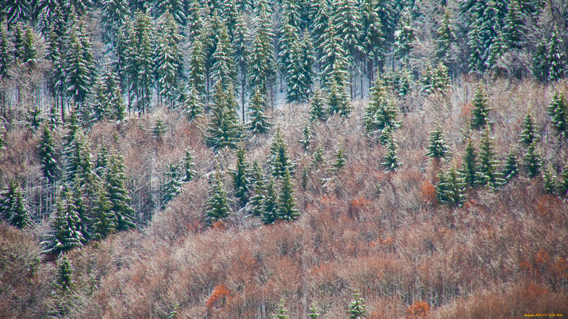 природа, лес, ёлки