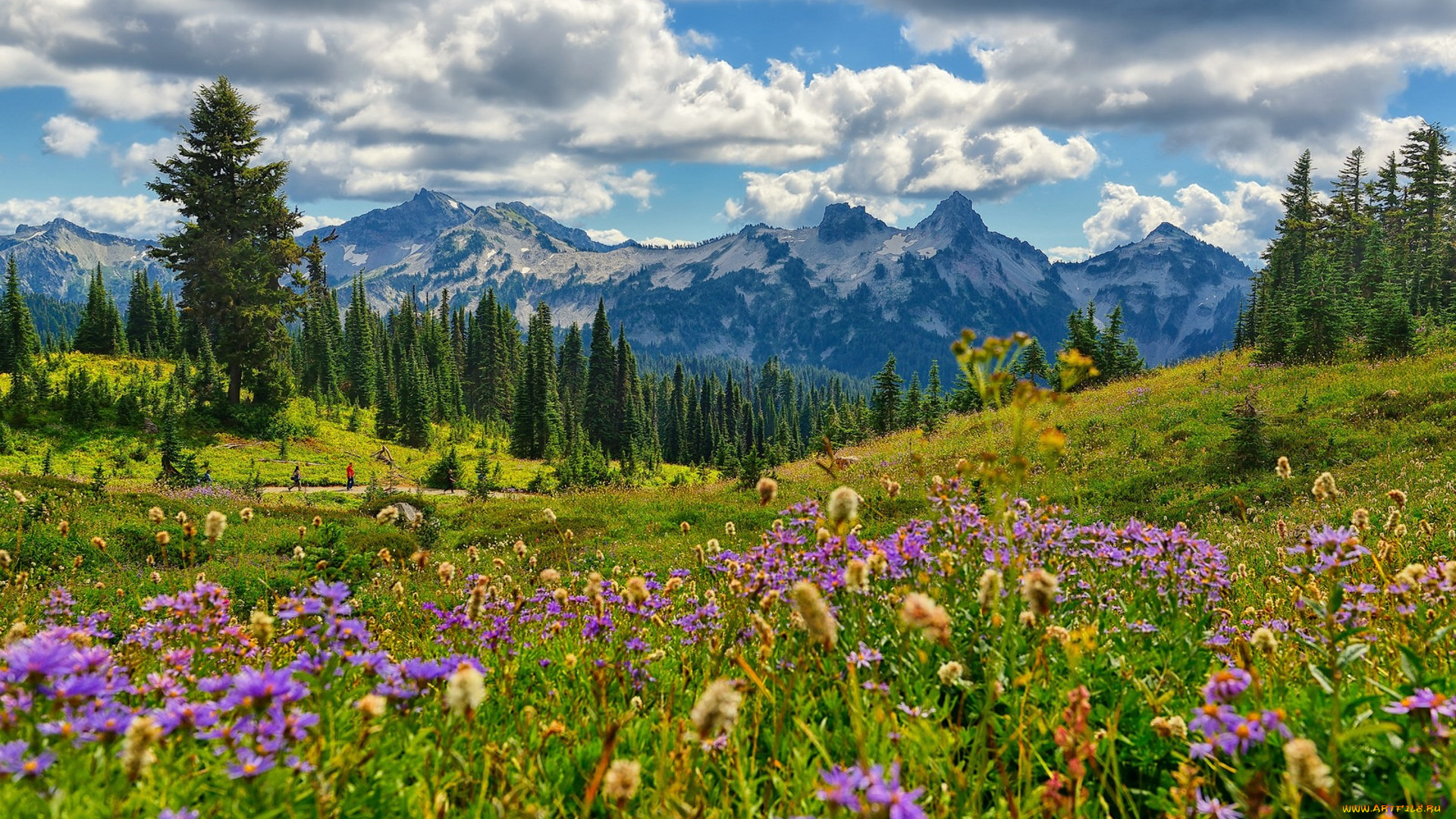 природа, луга, простор