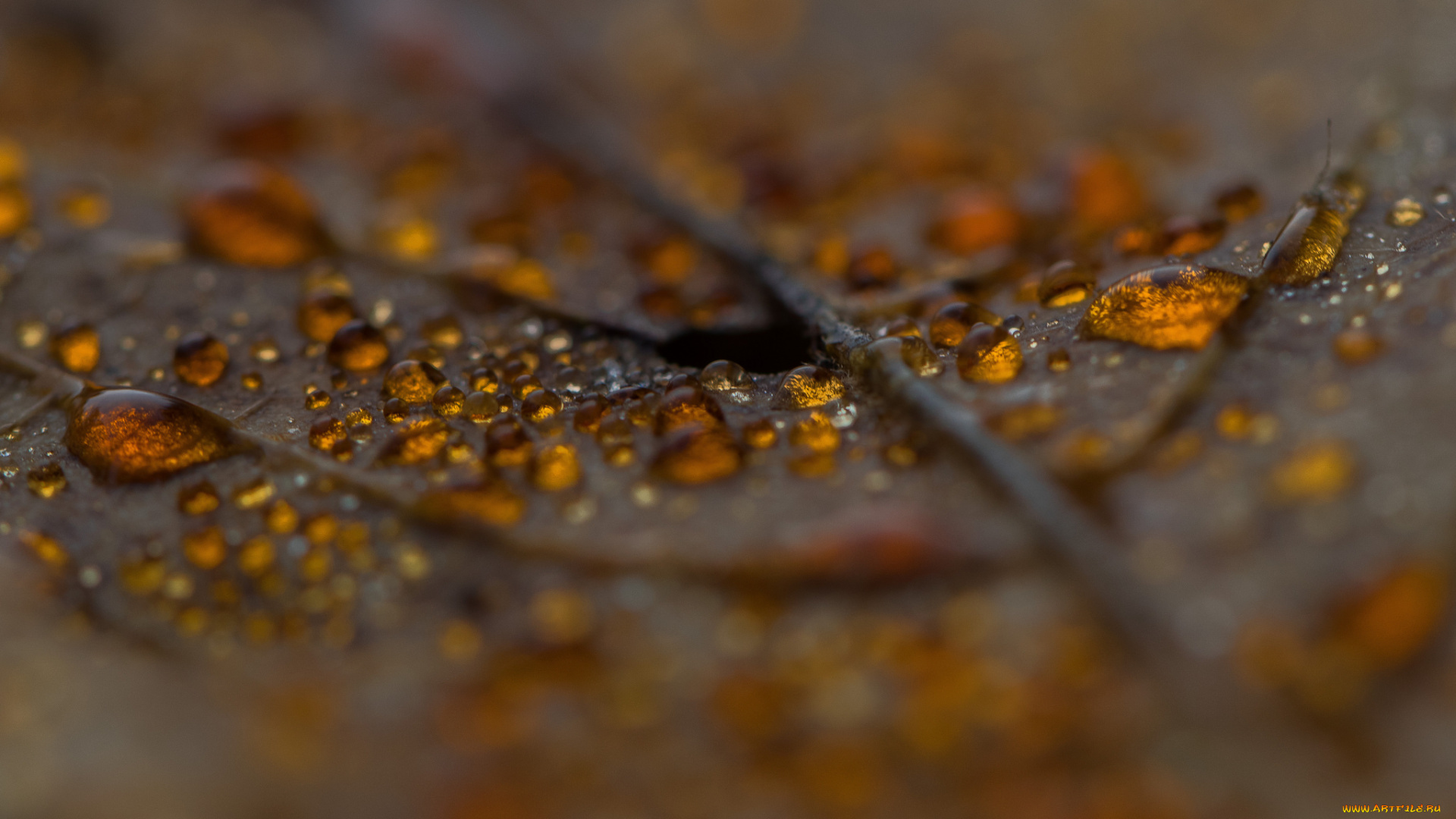 природа, макро