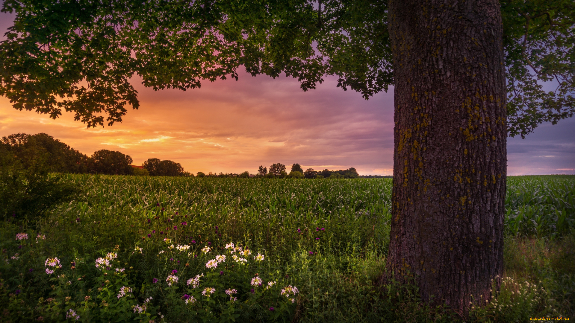 природа, пейзажи, простор