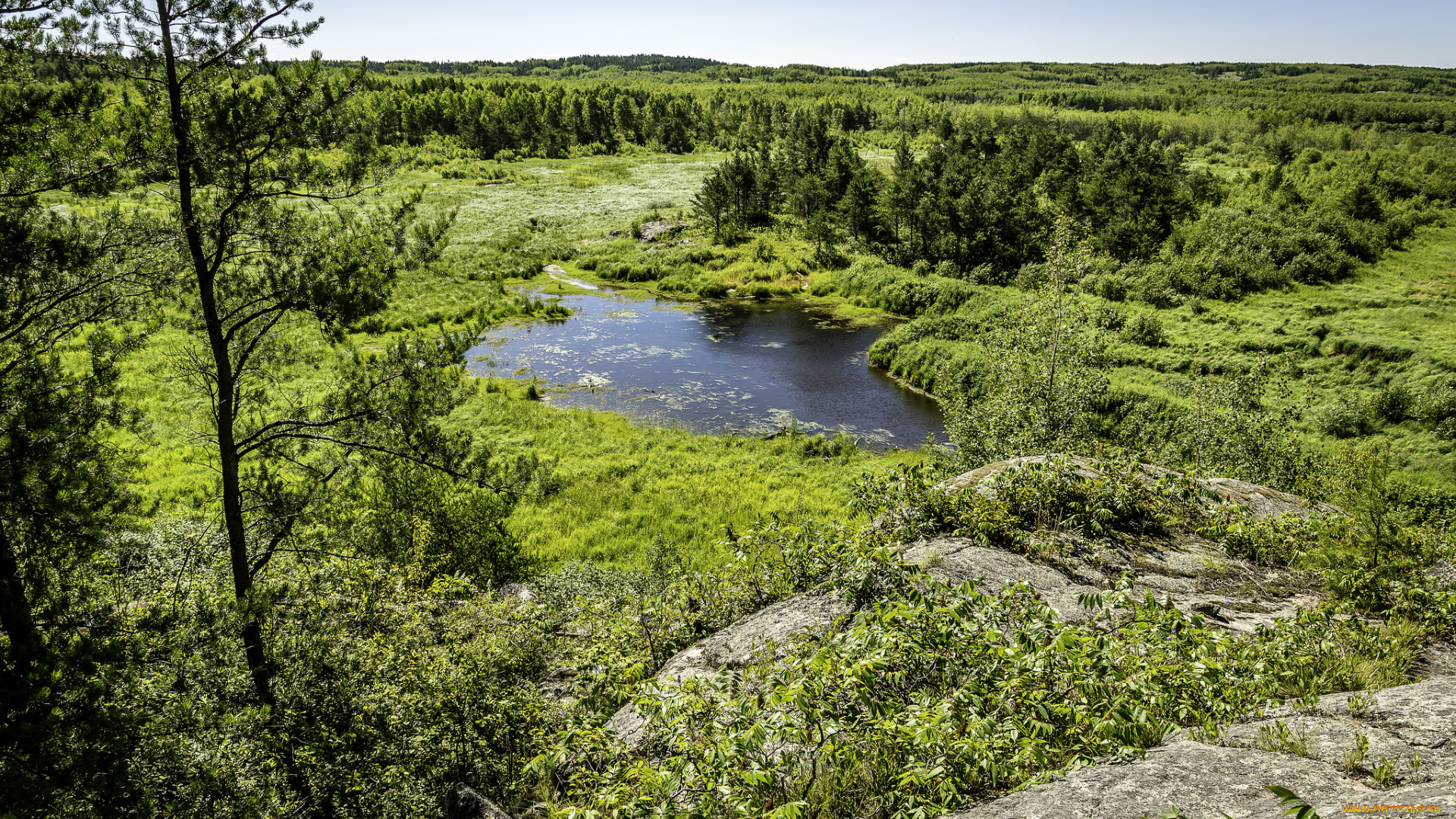 природа, реки, озера, река, лес