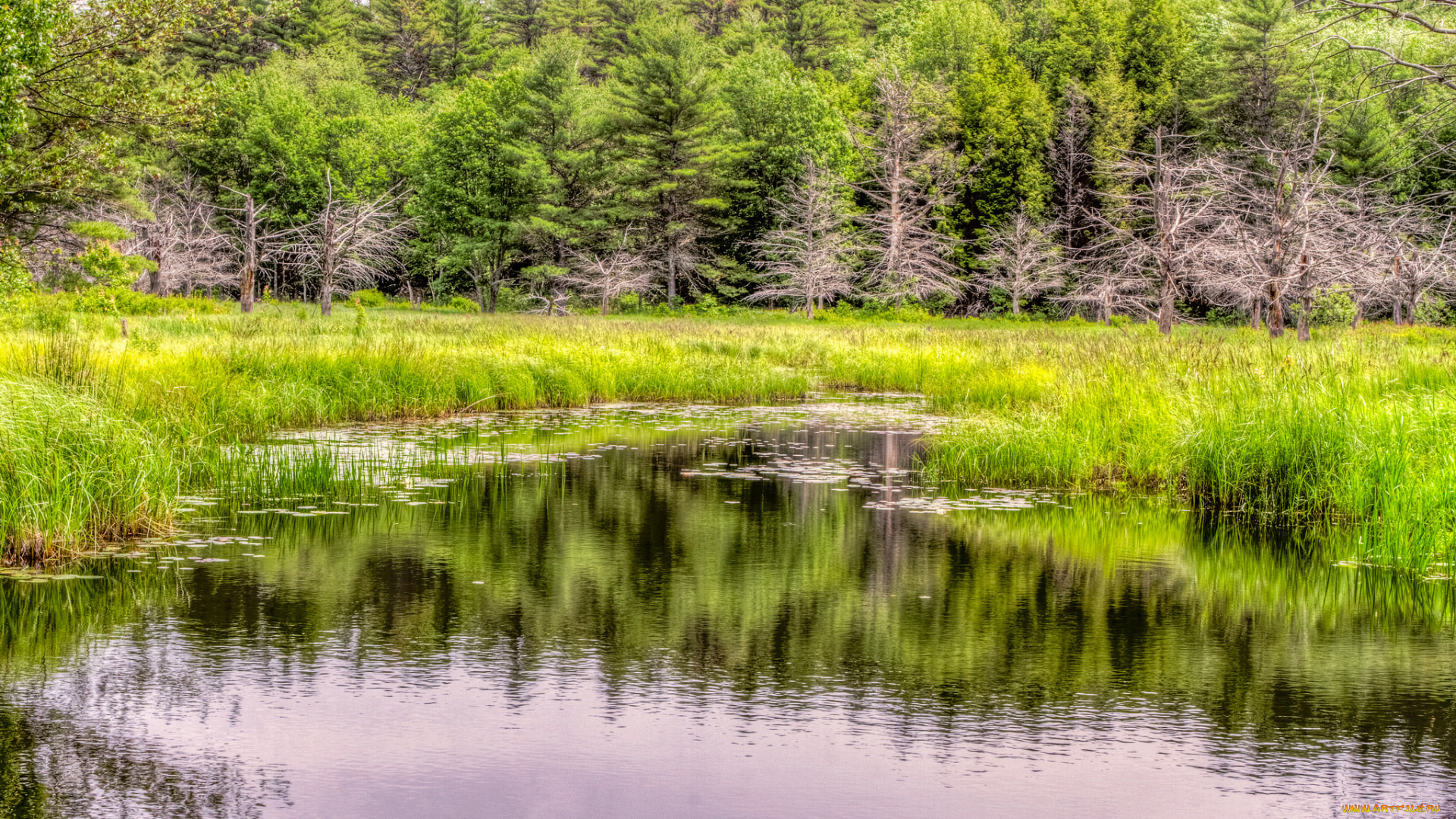 природа, реки, озера, река, лес