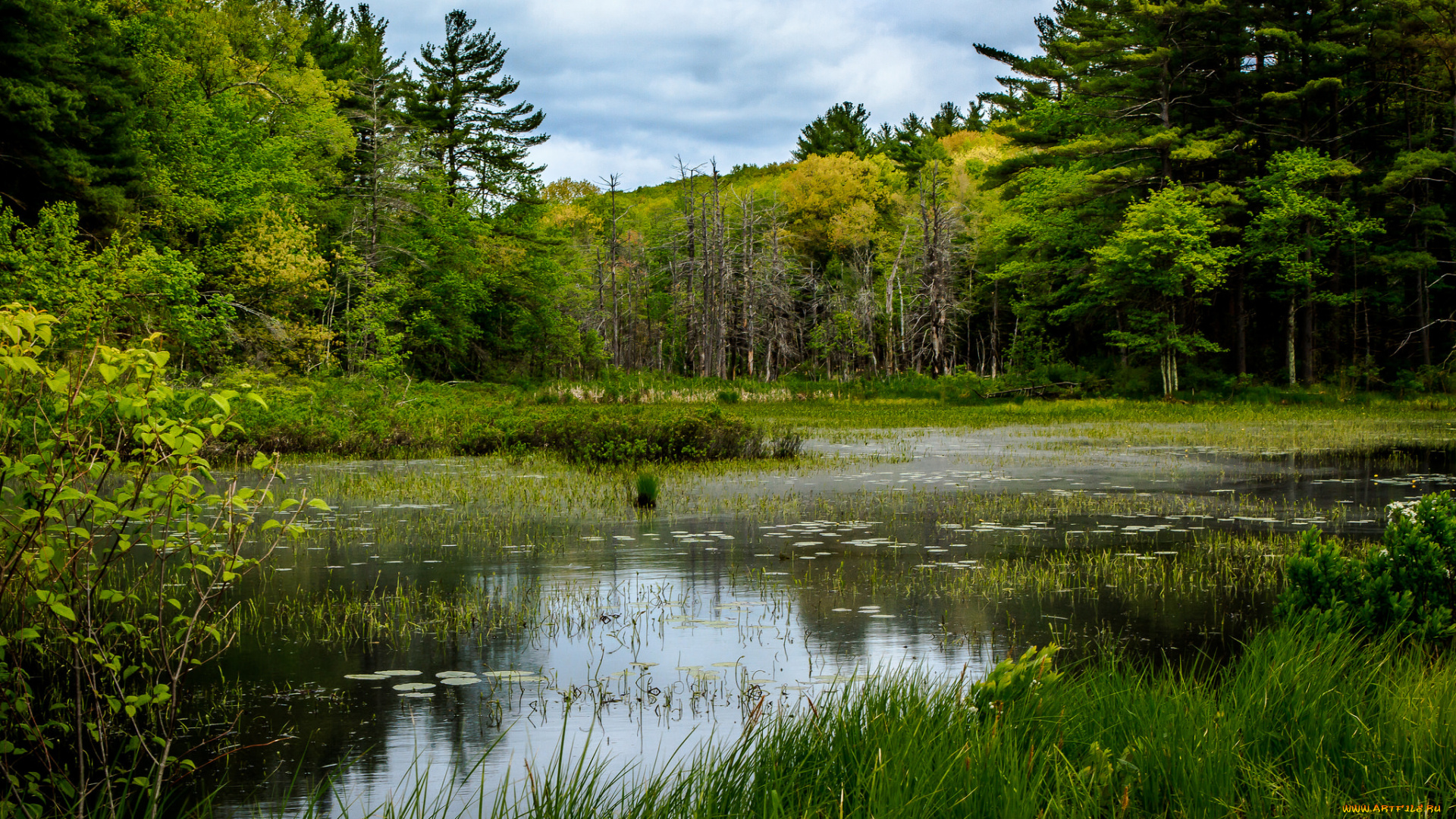 природа, реки, озера, река, лес
