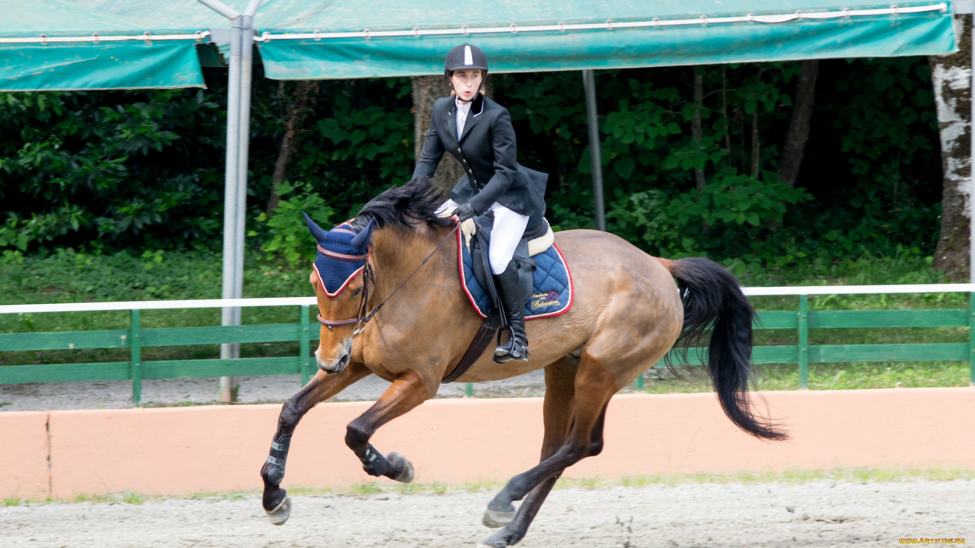 спорт, конный, спорт, конный, препятствия, наездница, лошадь