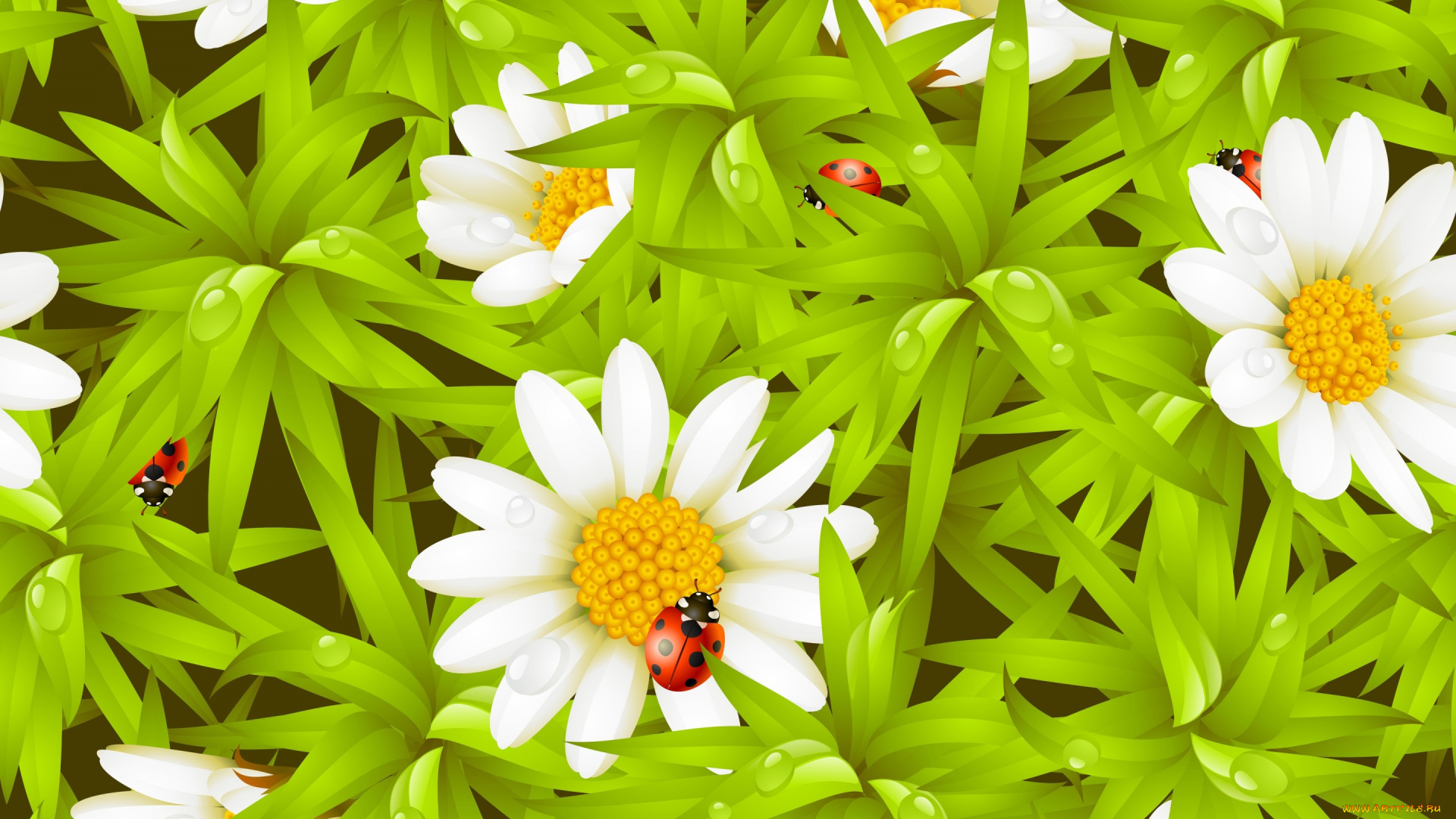 векторная, графика, цветы, , flowers, ромашки, божья, коровка, роса, капельки