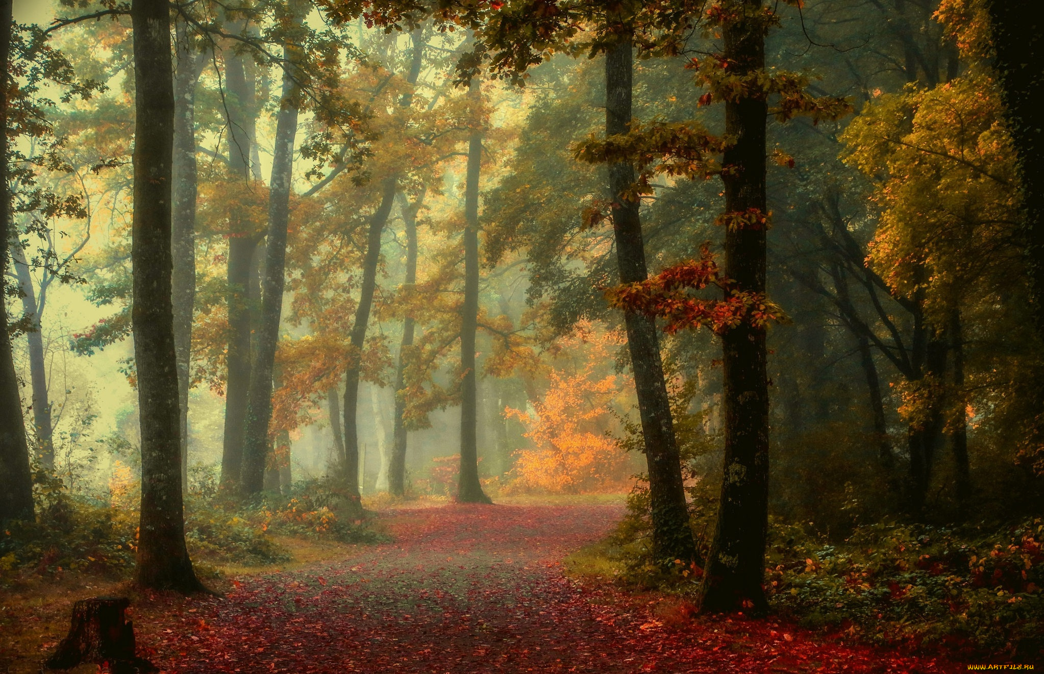 природа, лес, осень