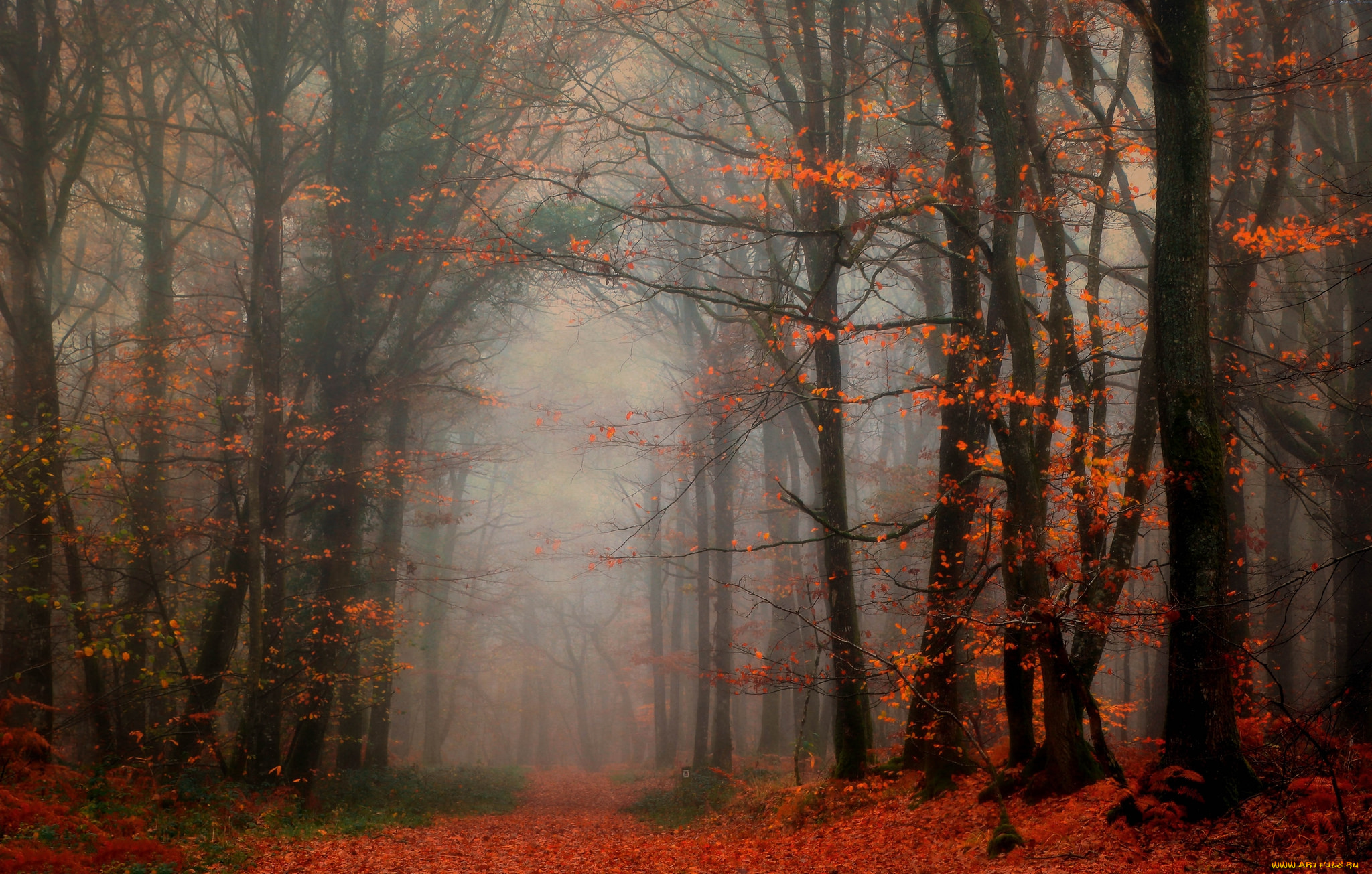 природа, лес, осень