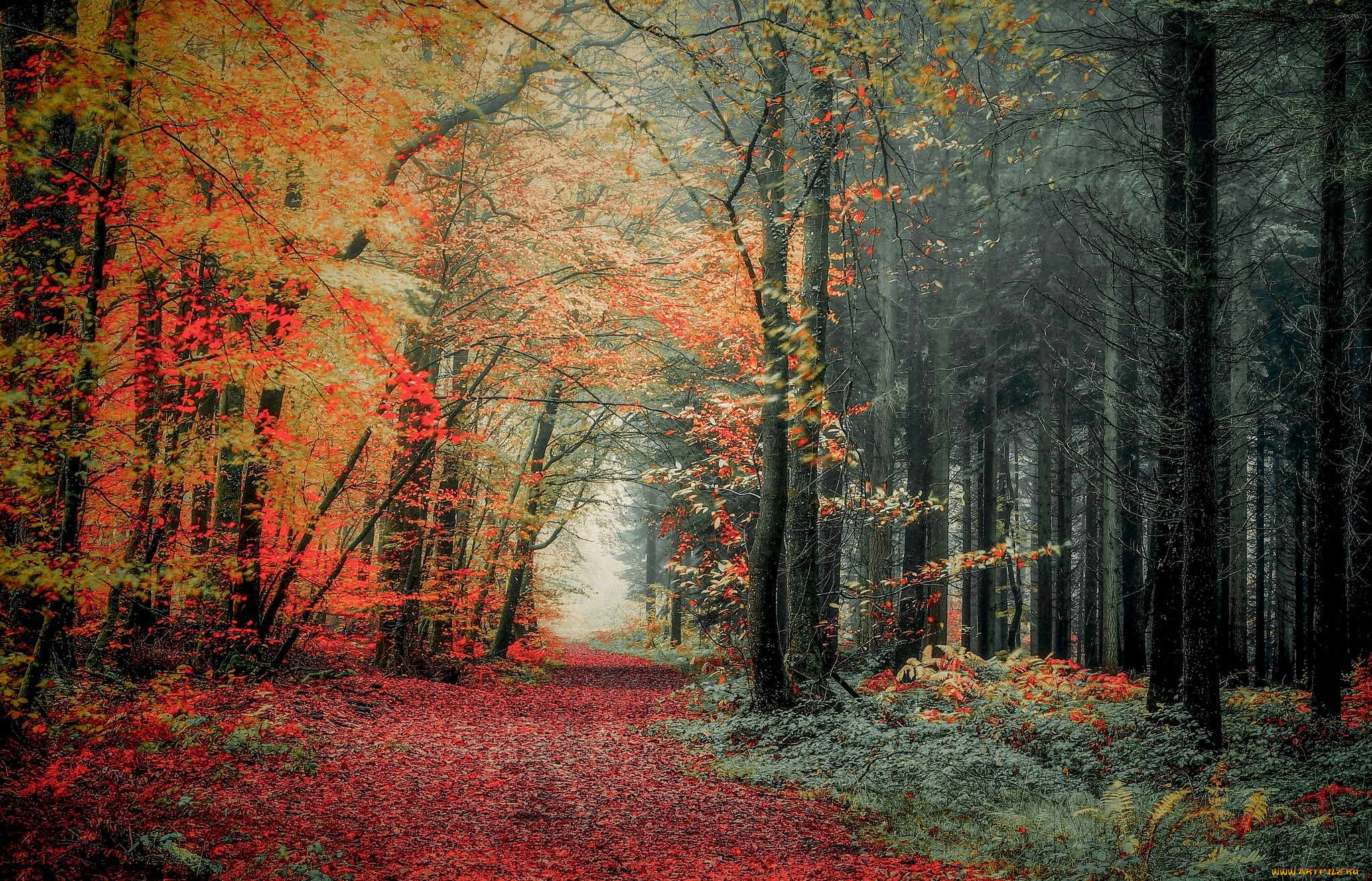 природа, лес, осень