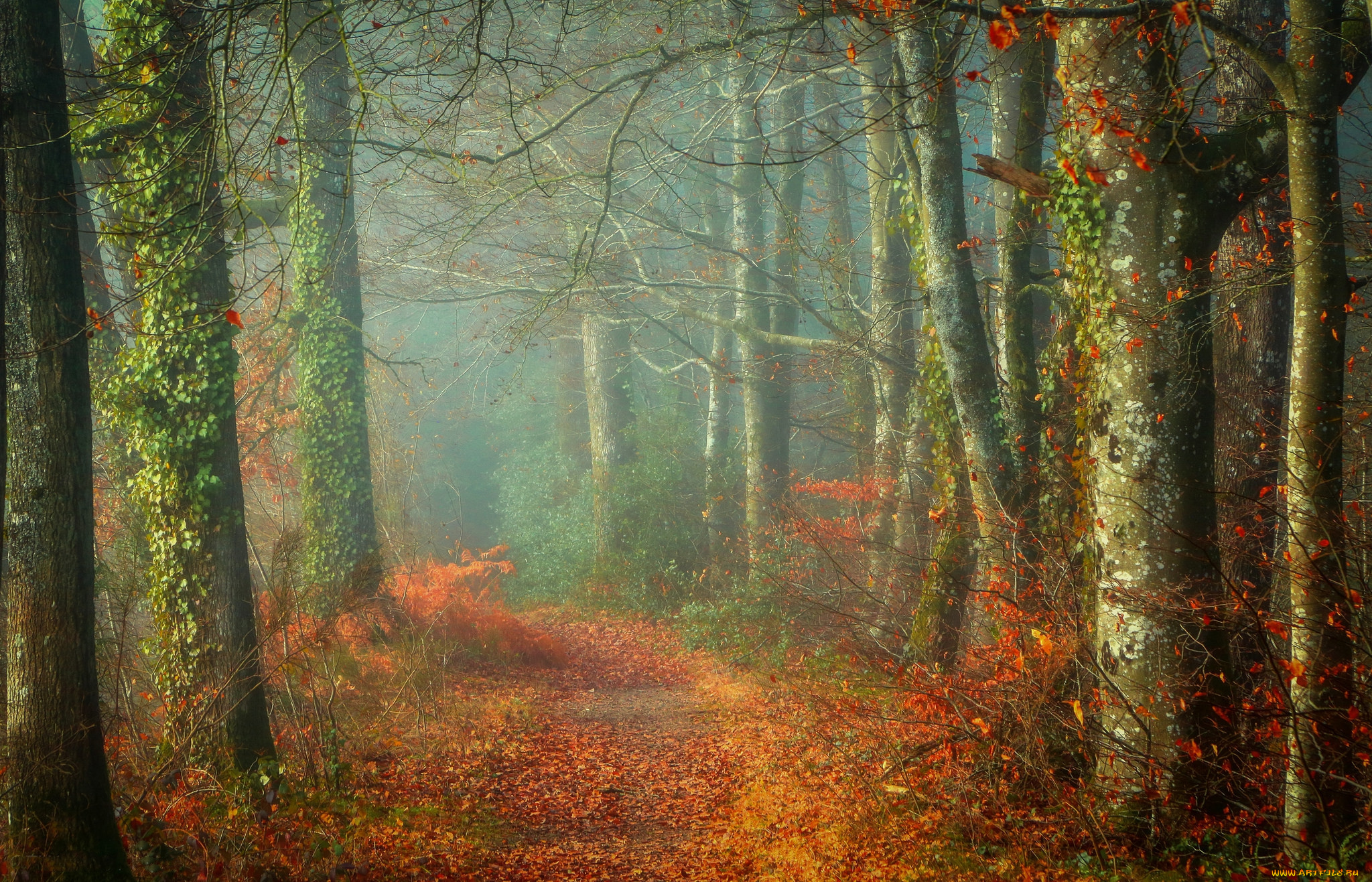 природа, лес, осень