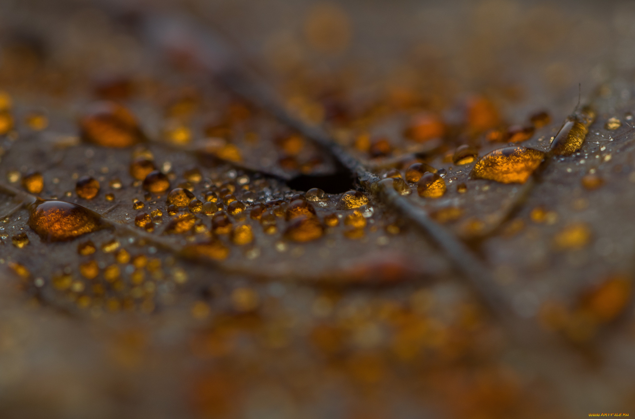 природа, макро